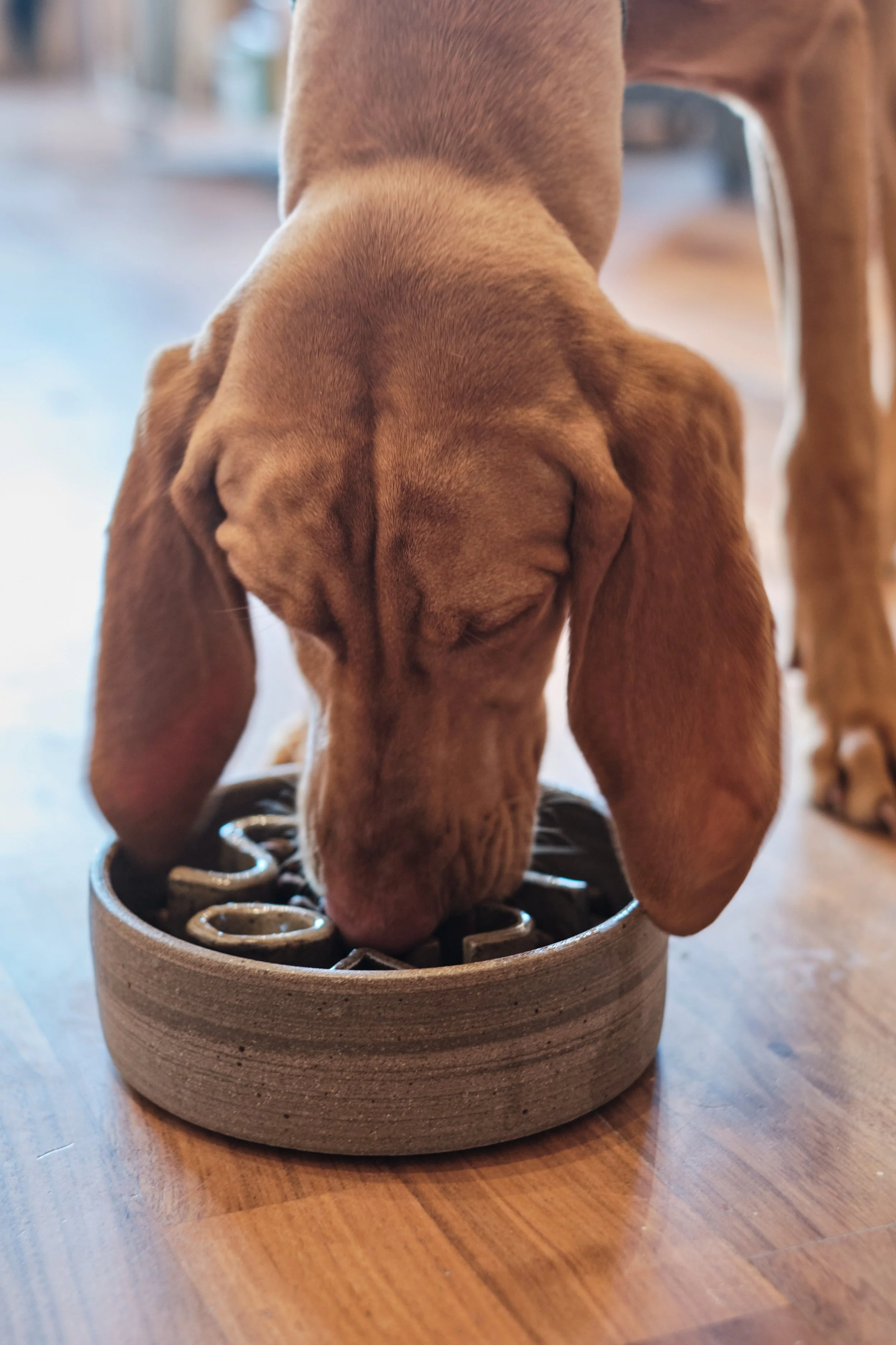 Dog bowl