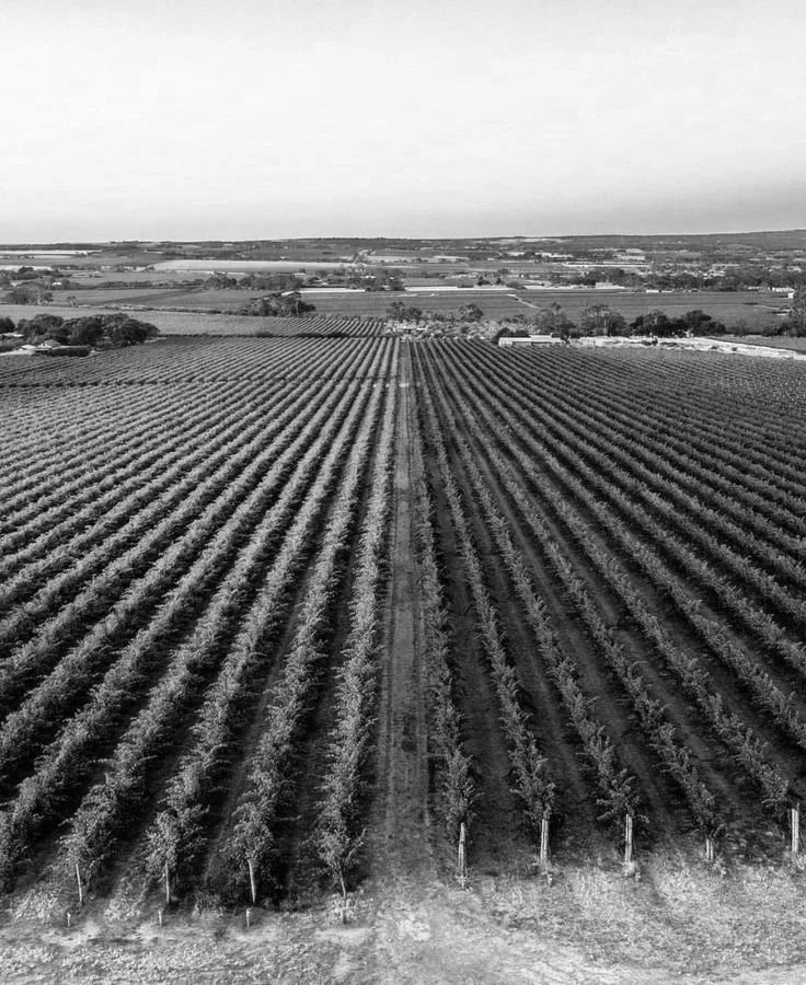 Black and white aerial view of a large vineyard with orderly rows of grapevines extending into the horizon