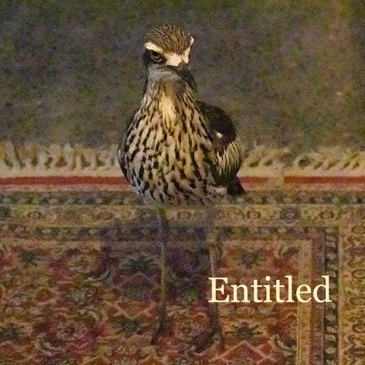 entitled-curlew.jpg