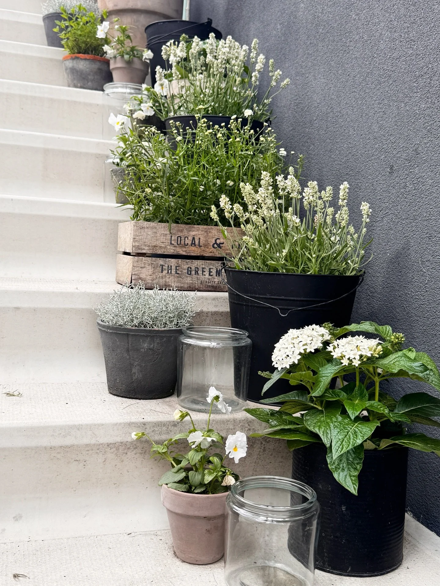 Kennen jullie dat? Kom je thuis van vakantie, moet de tuin en het huis weer meteen opgepimpt en netjes. Bijna al m&rsquo;n plantjes en kruiden op de trap lagen op half 7. Ze hebben dan ook wel bijna 2x per dag water nodig door de warmte. Ben dus mete
