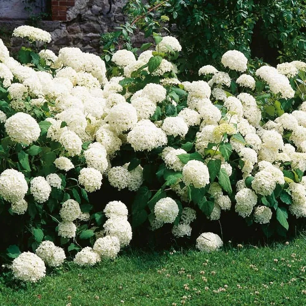 hortensia wit