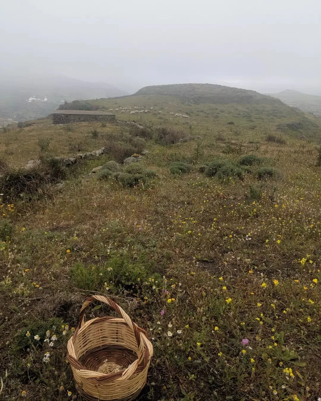 𝑬𝒄𝒍𝒊𝒑𝒔𝒆 𝒘𝒆𝒆𝒌𝒆𝒏𝒅 𝒗𝒊𝒃𝒆𝒔 🌔♏️✨🌱
⠀
The way I spent my time this weekend was very related to how the eclipse aligned with my own birth chart. 
⠀
The Lunar Eclipse was in Scorpio, because the South Node is still hanging out there. It si