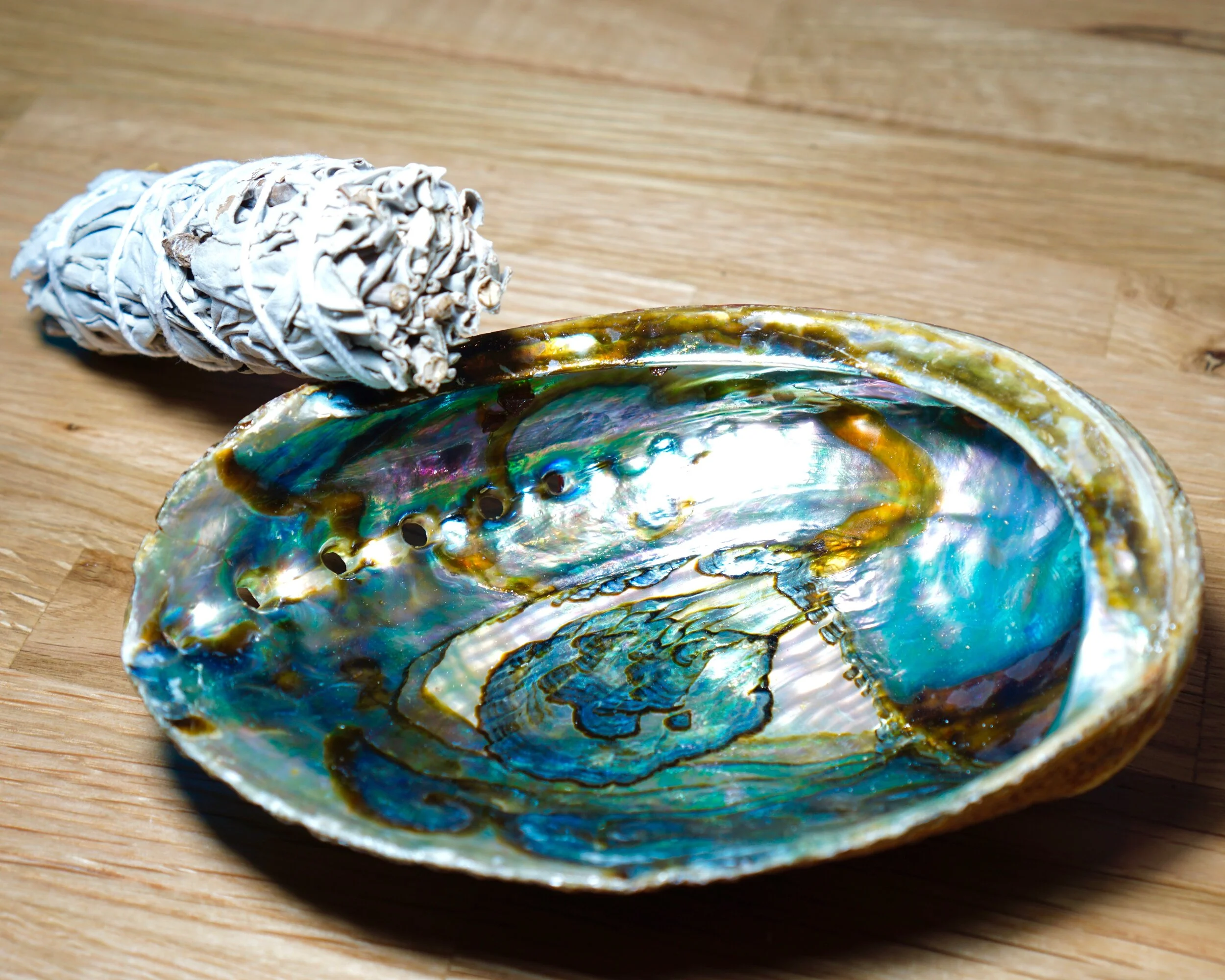 Coquille d'ormeau — Le Palissandre