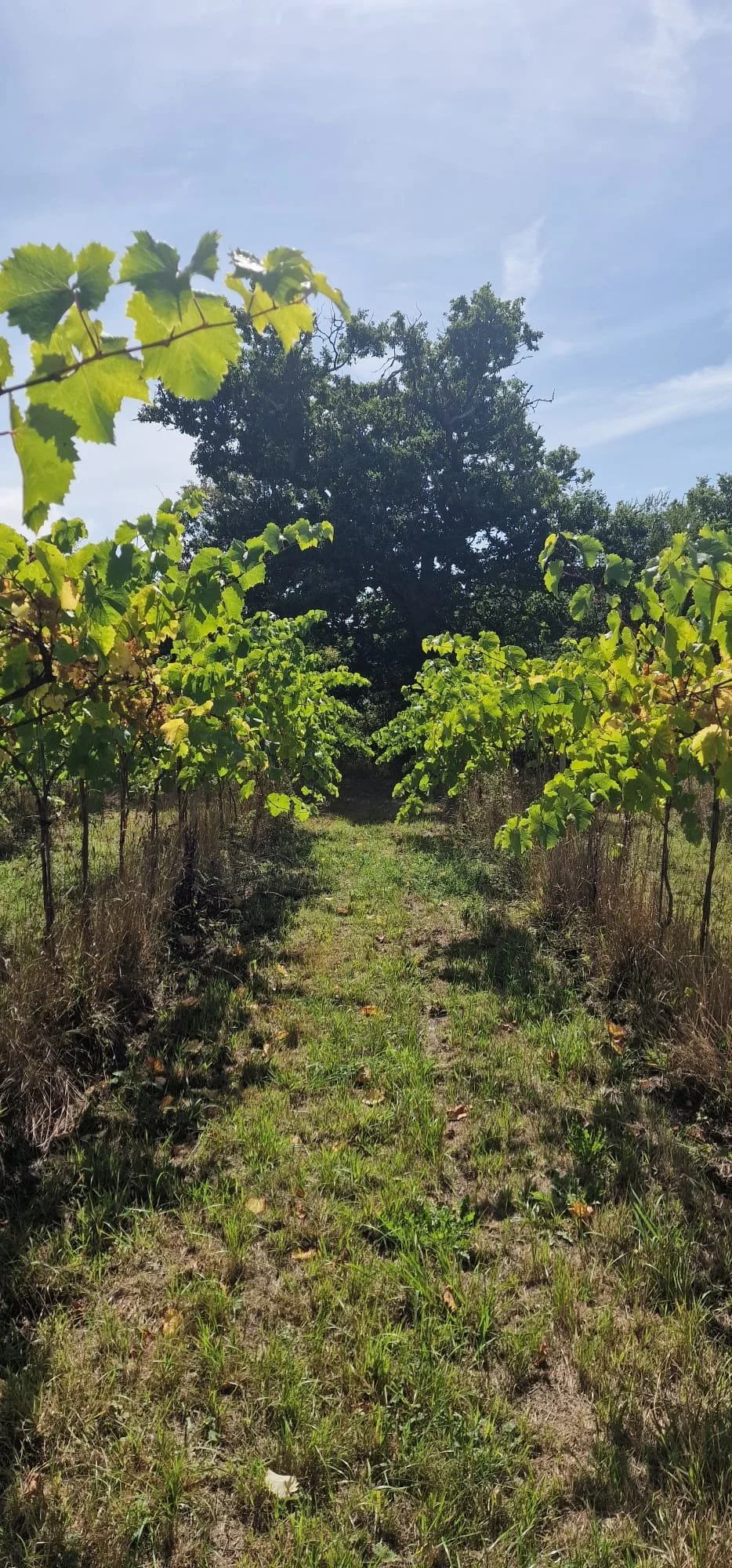 WhatsApp Image 2026-01-06 at 00.07.41.jpeg