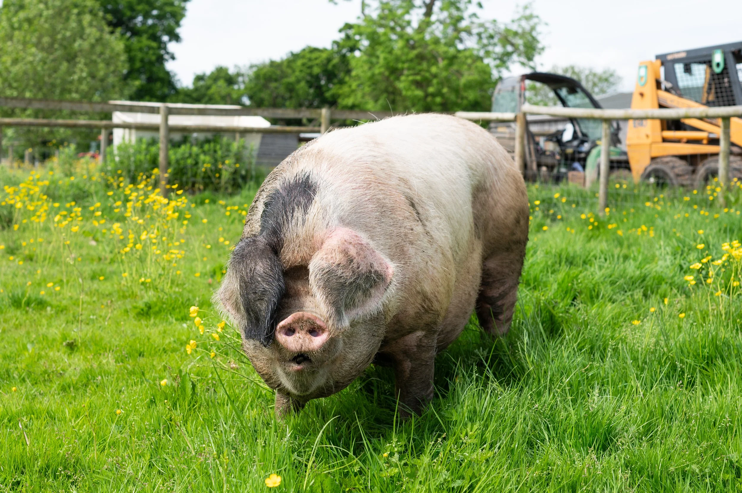 Animals_Pig_GOS_Gwen_24 (7).jpg