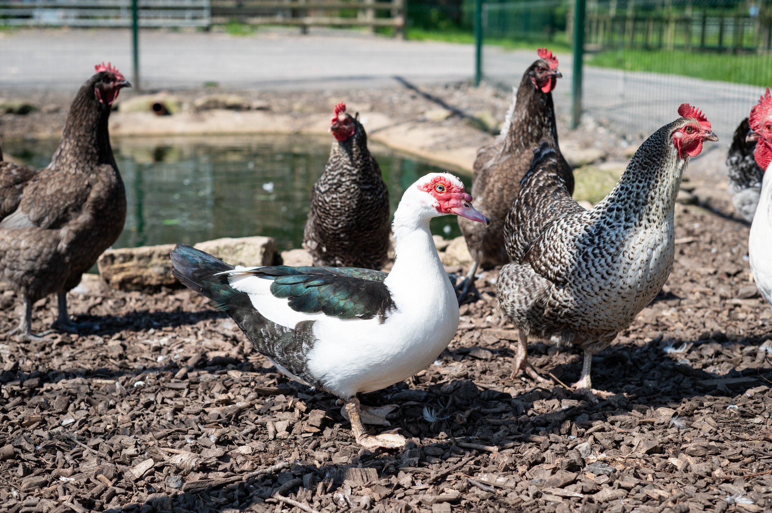 Animals_Poultry_24 (1).jpg