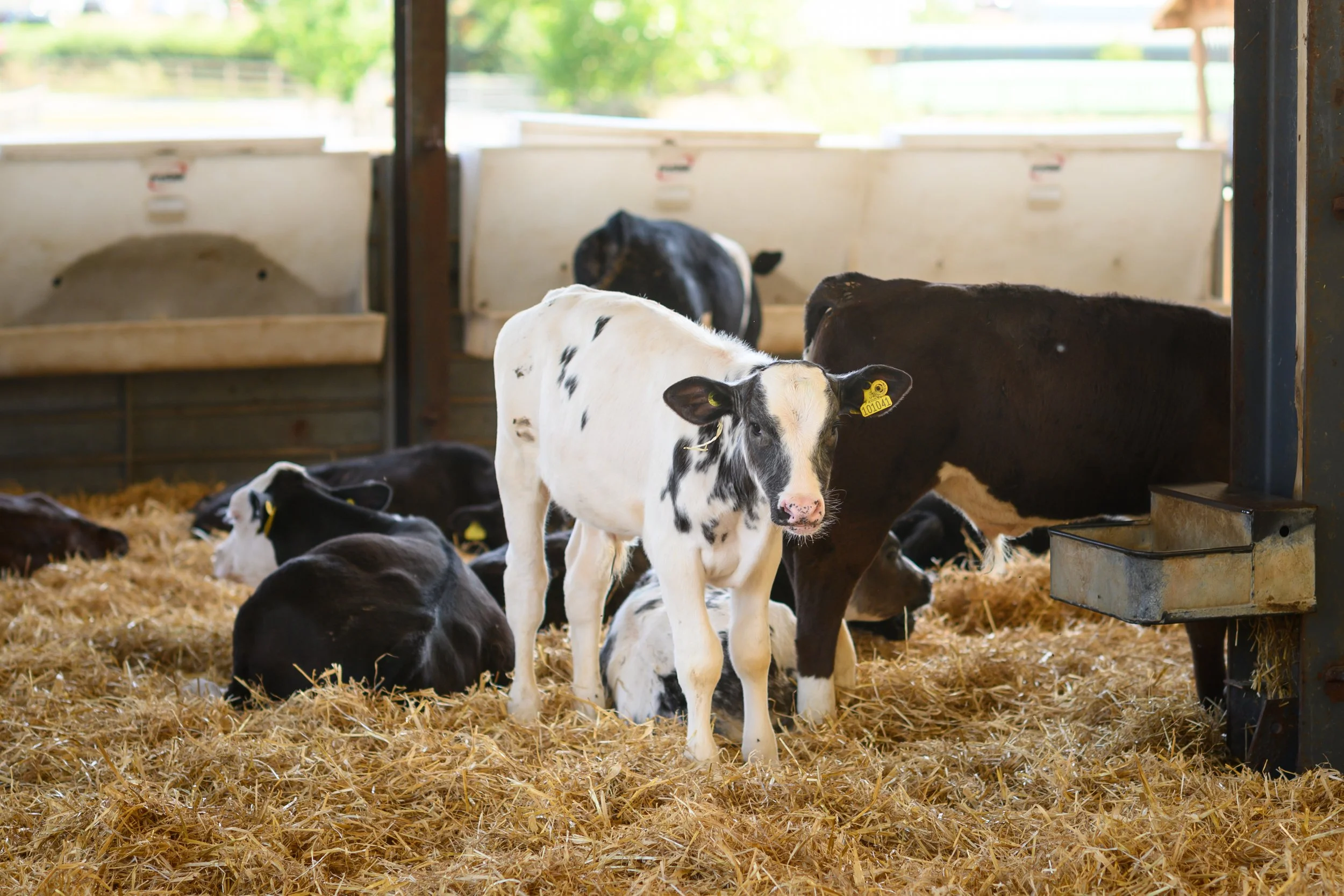 Calf in a barn full of straw