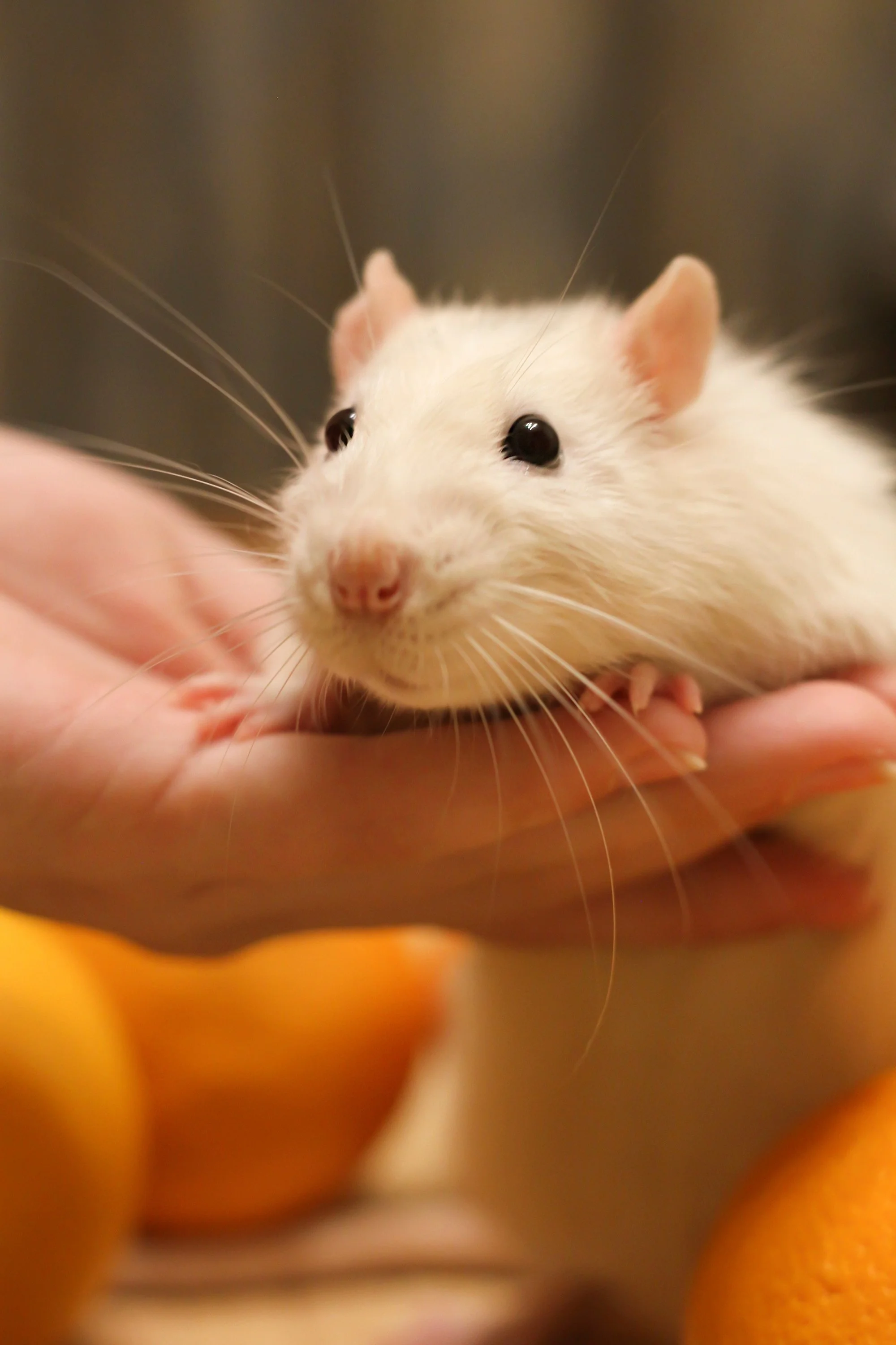 Creepy Animal Petting