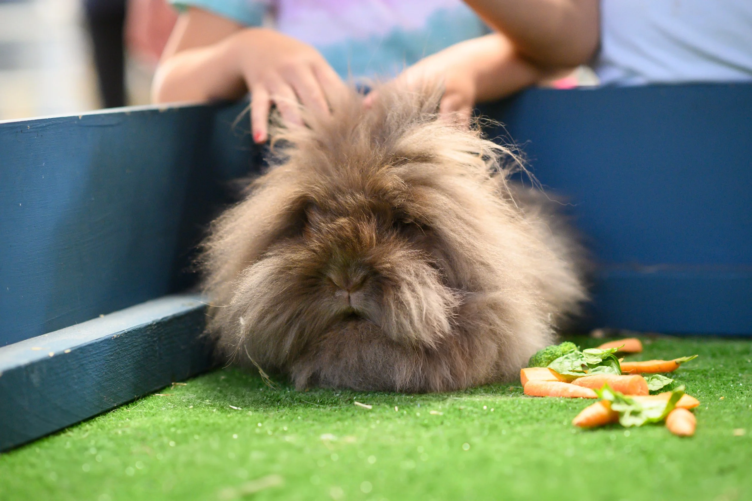 Girl with fluffy bunny