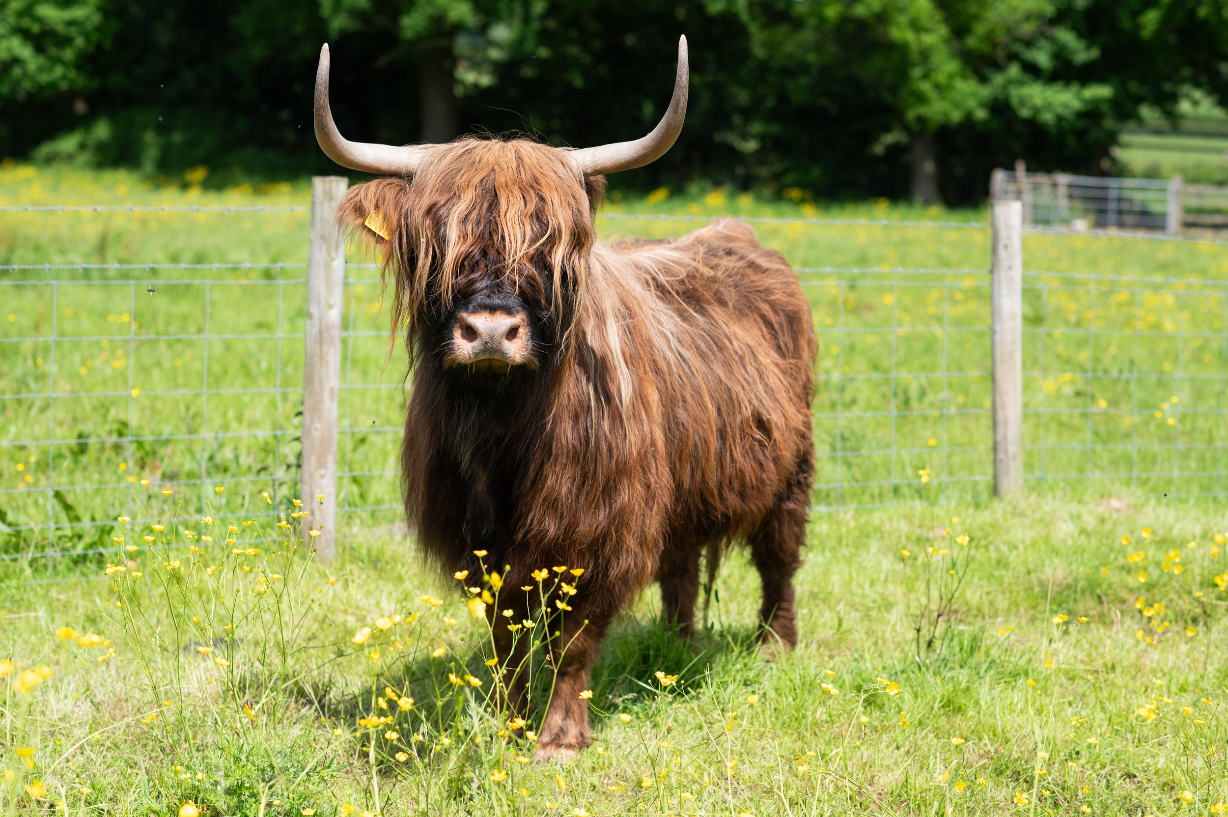 Animals_Cattle_Highland_24_ (3).jpg