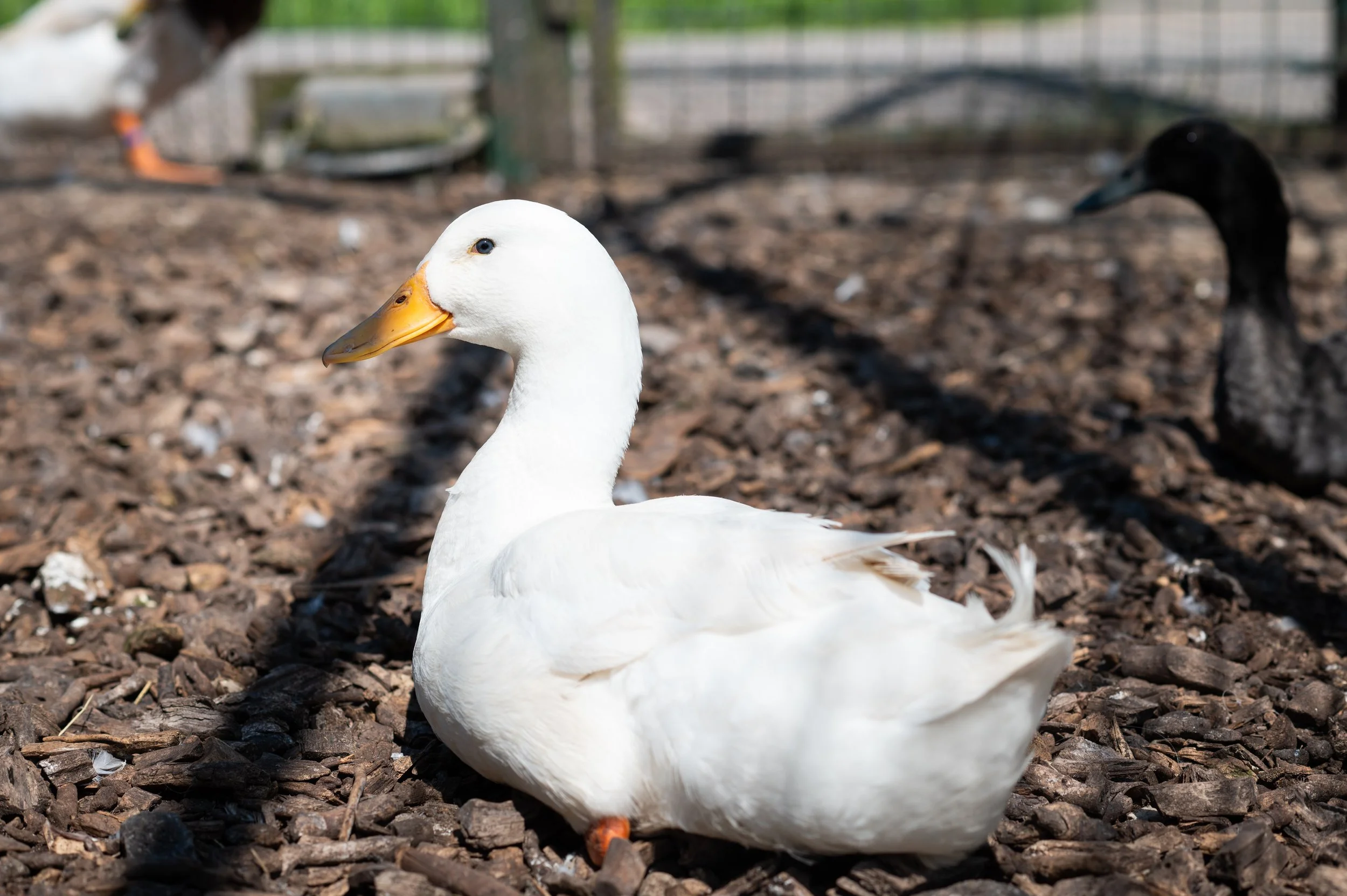 Animals_Poultry_24 (12).jpg