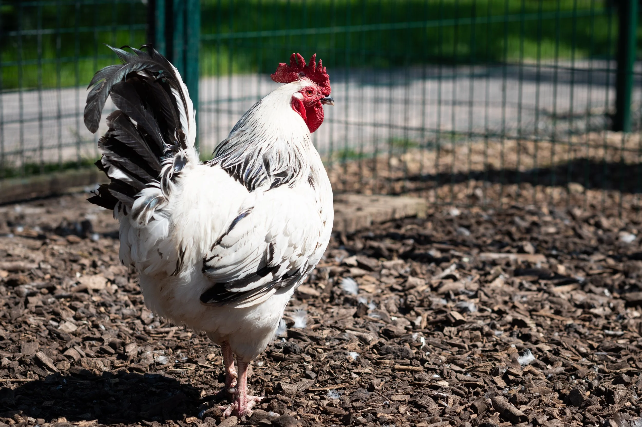 Animals_Poultry_24 (9).jpg