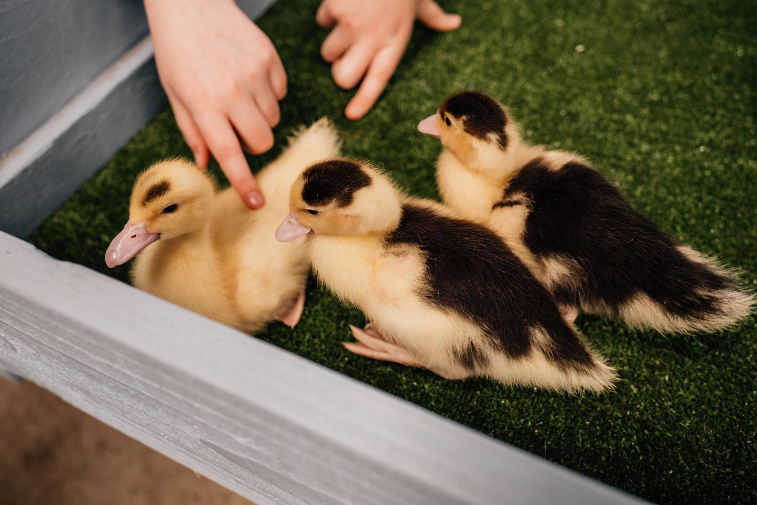 three baby ducks in their pen