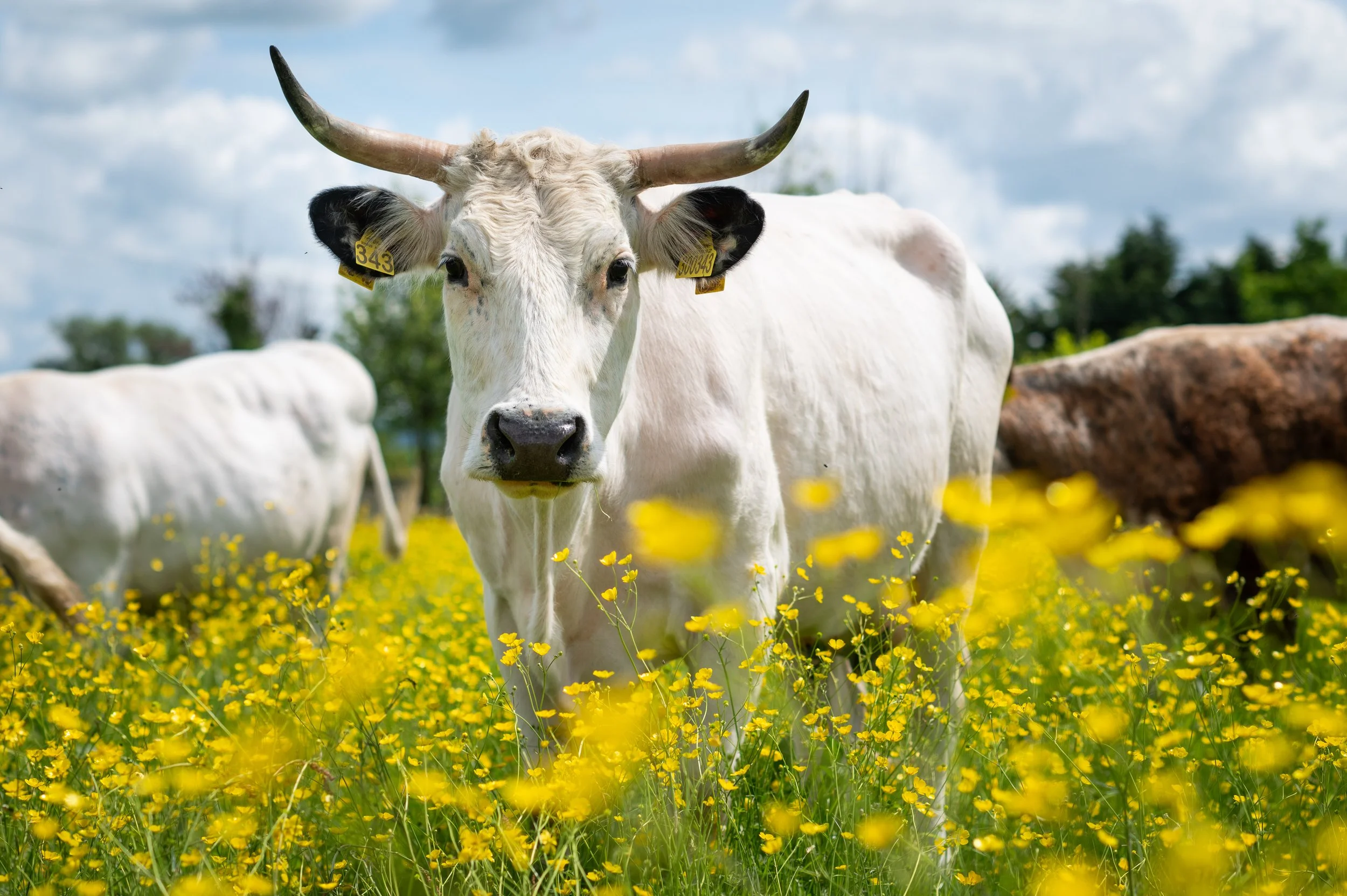 Animals_Cattle_White Park_24_ (3).jpg