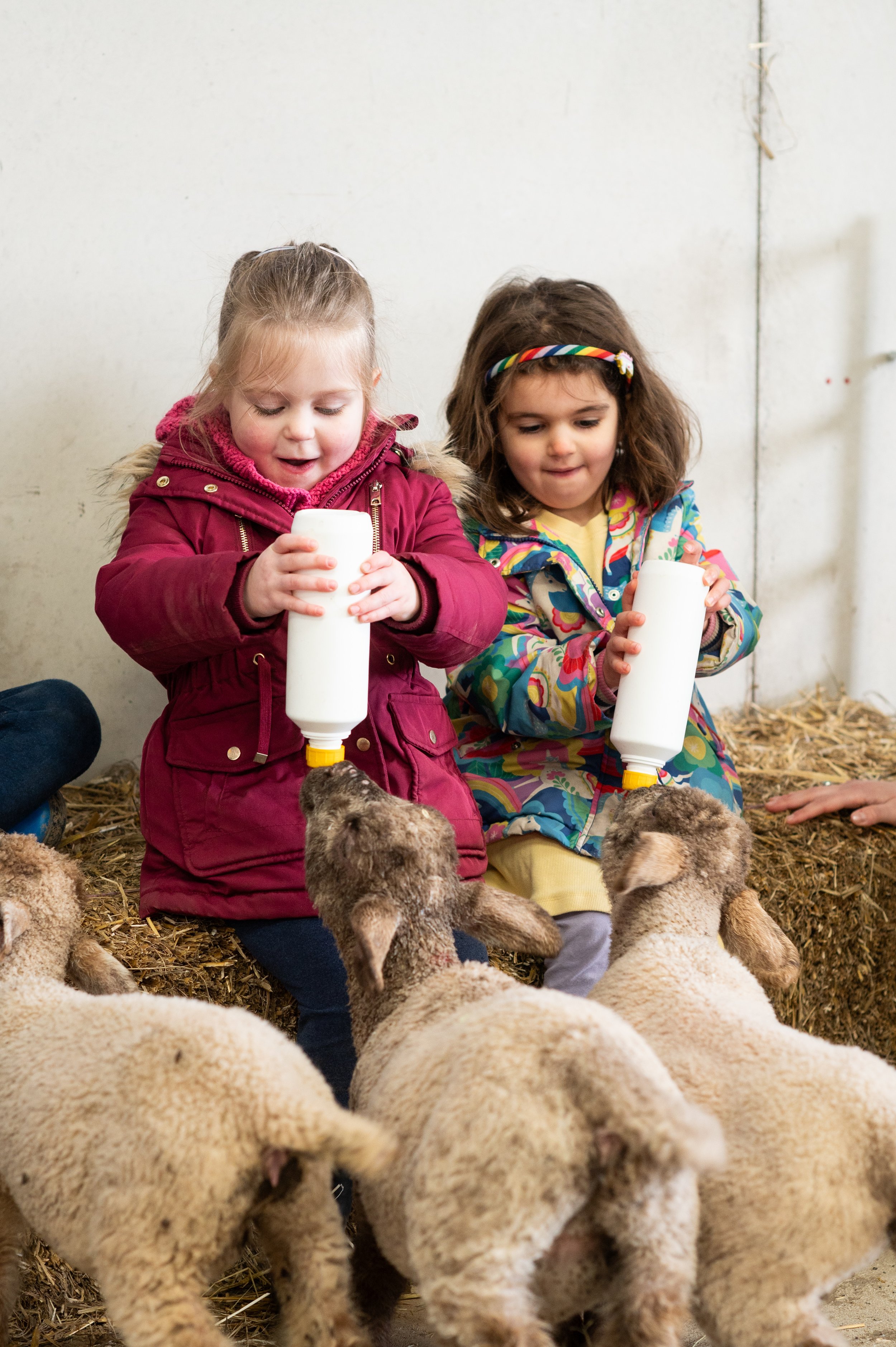 lambs being bottle fed by children