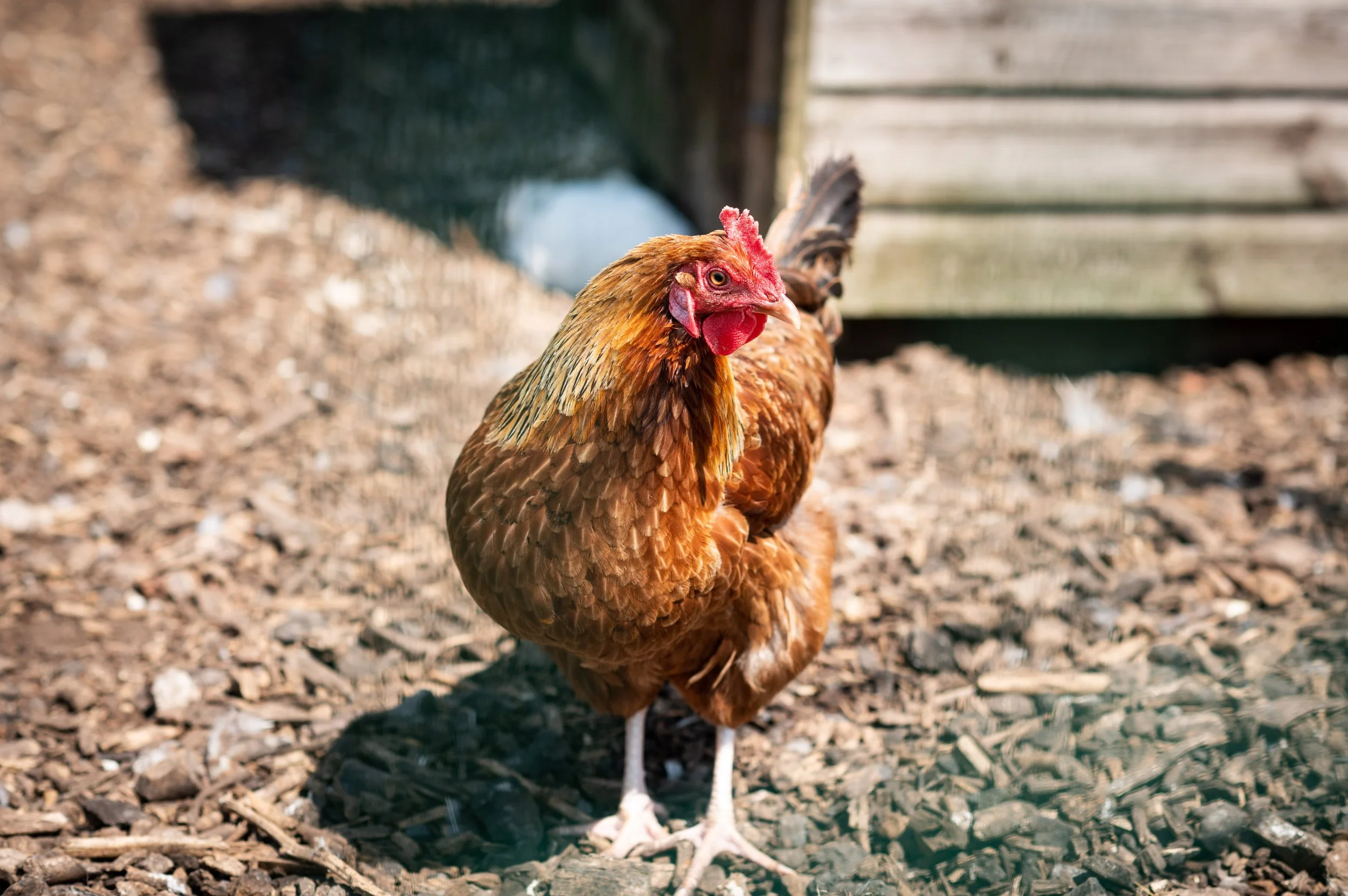 May HT 23_Animals_Chicken.jpg