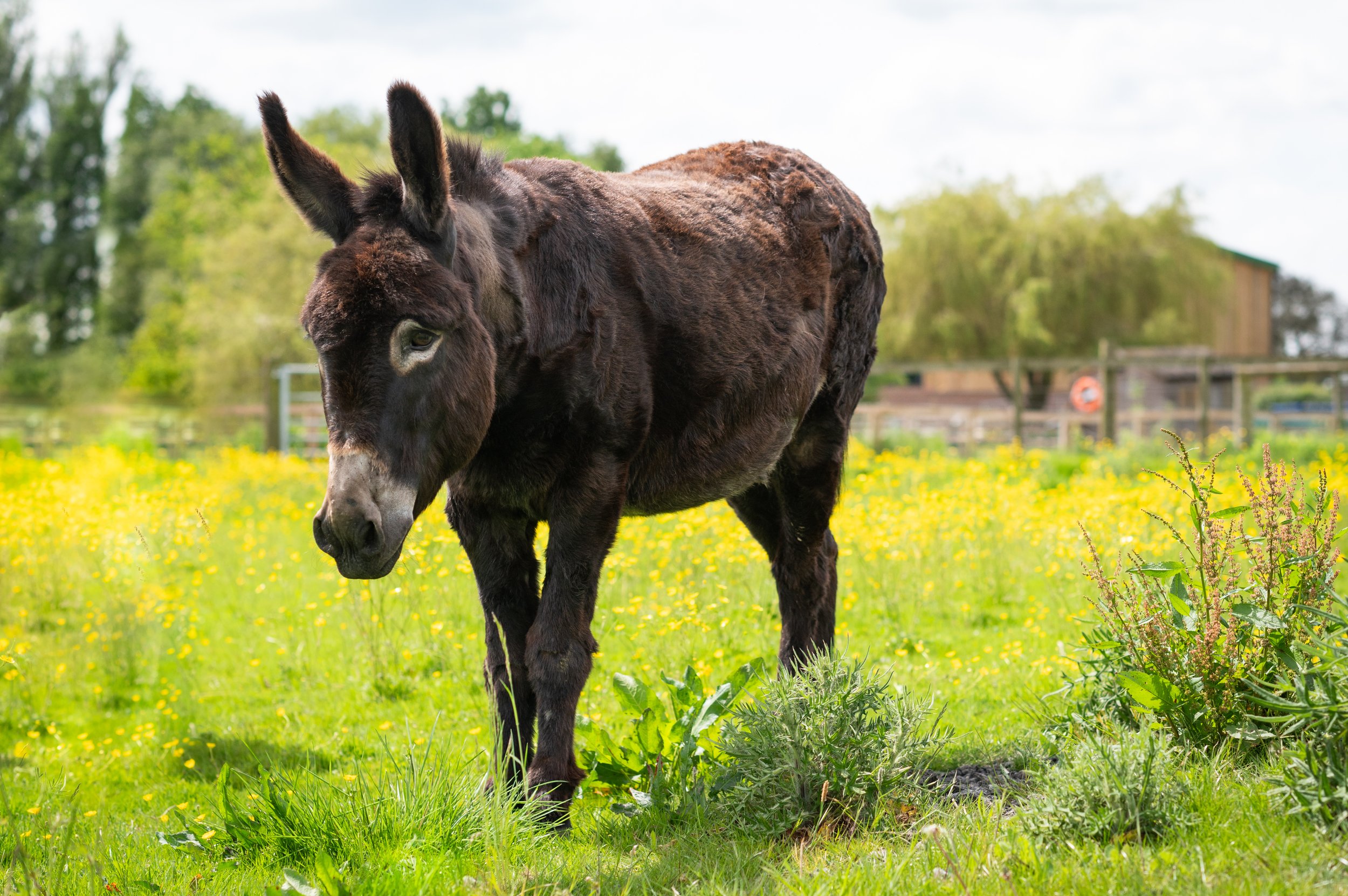 Animals_Donkey_ilolo_24 (1).jpg
