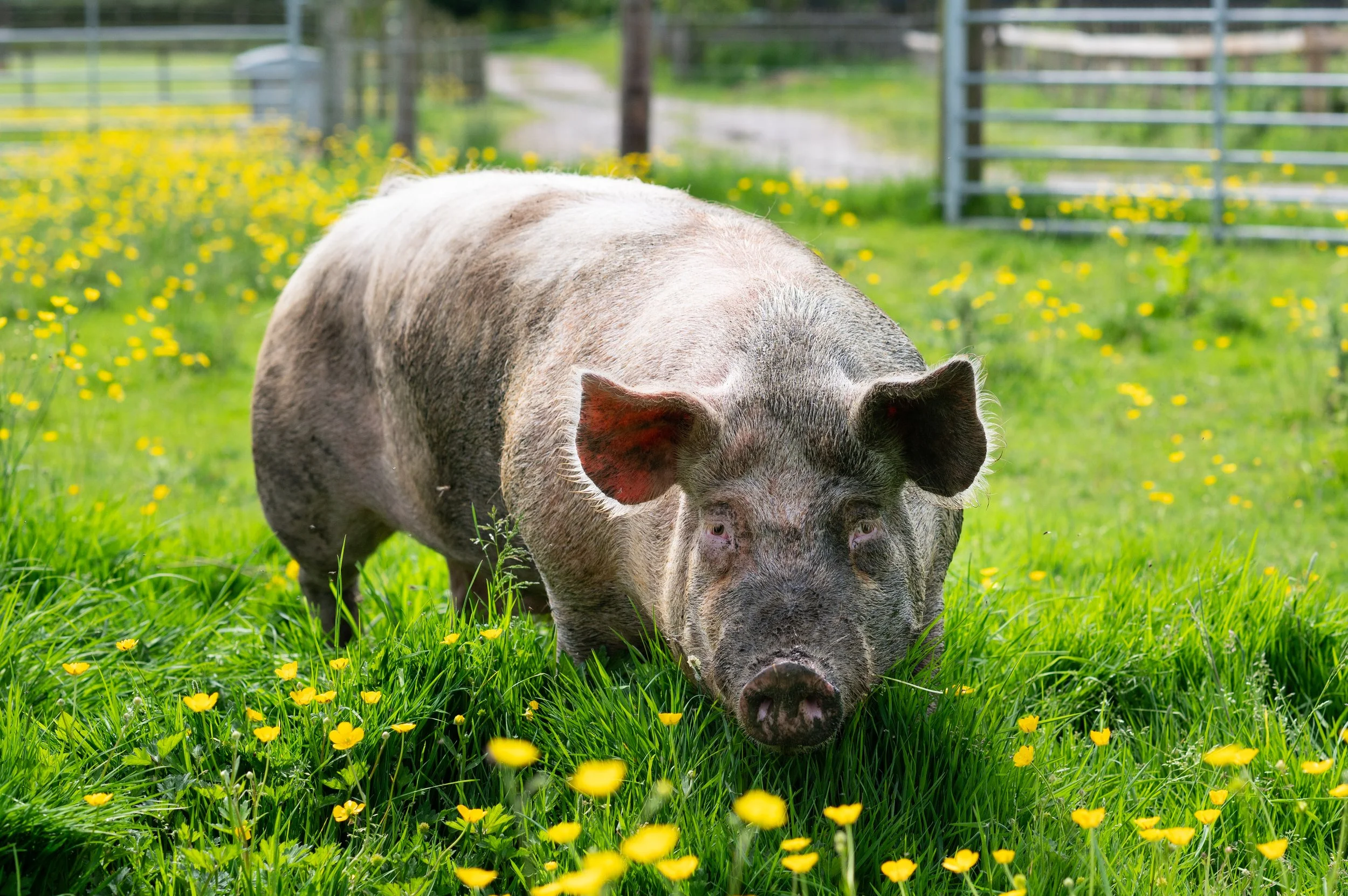 Animals_Pig_Large White_Percy_24.jpg