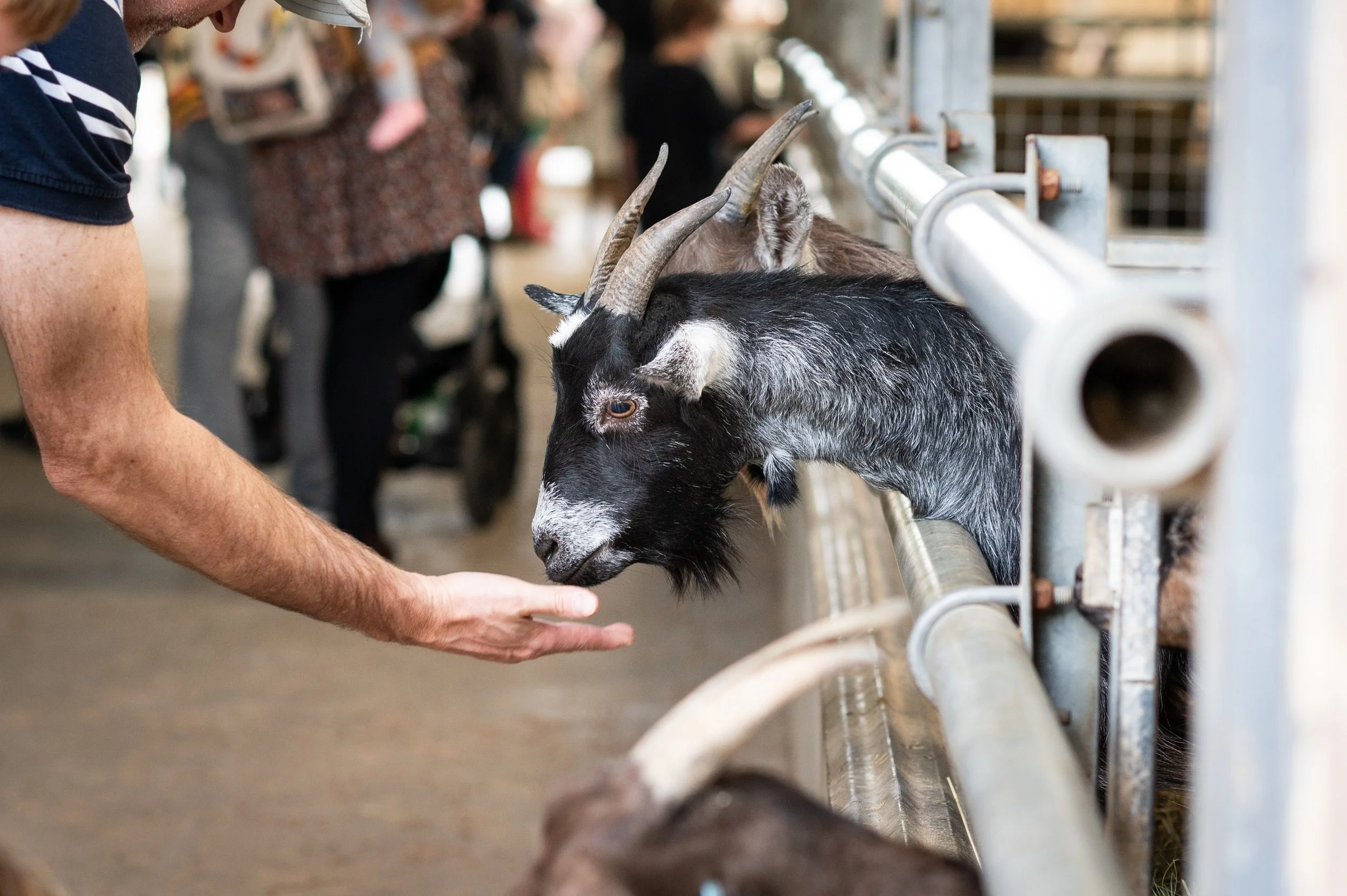 cattle-country-19 (2).jpg