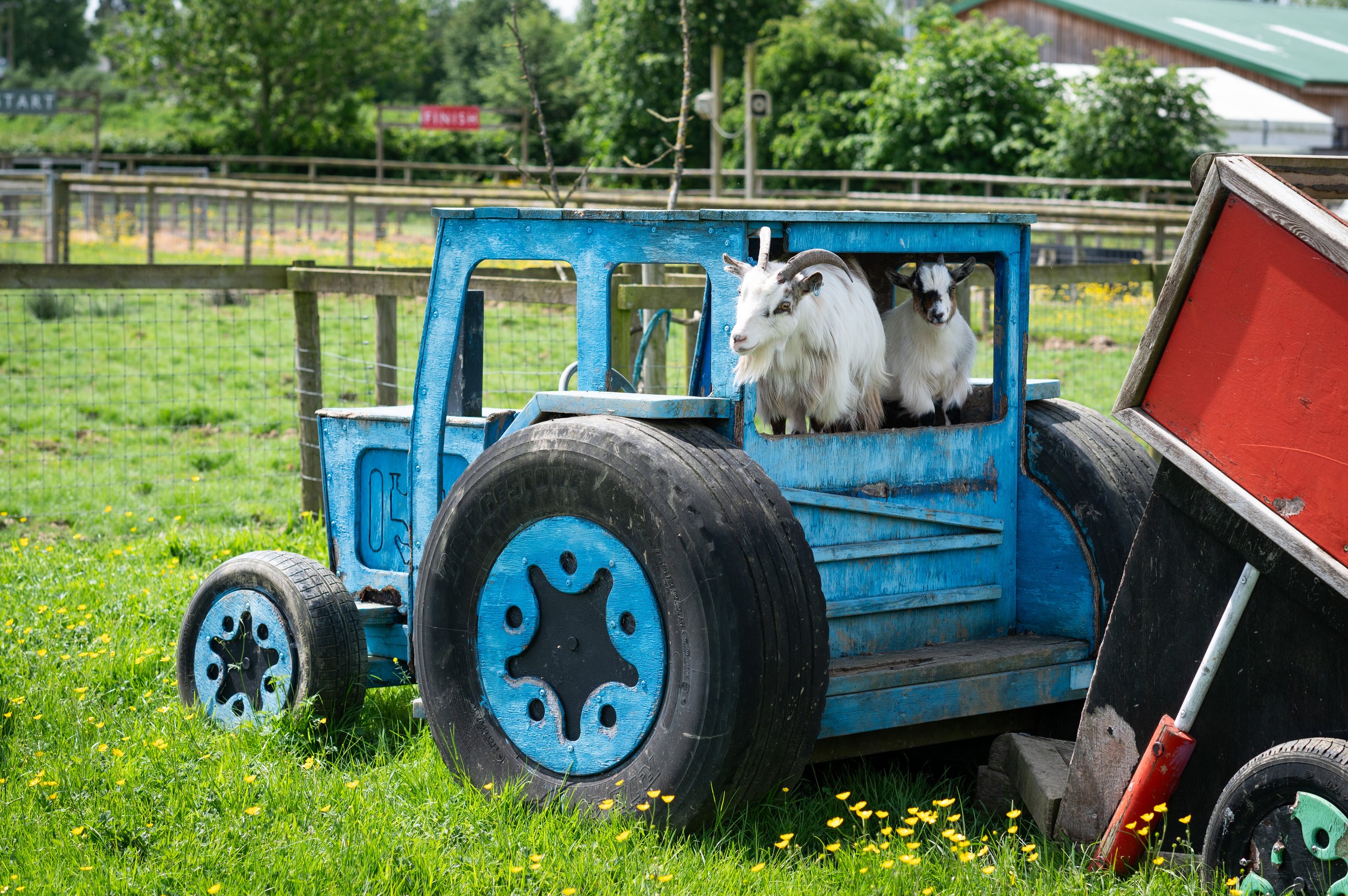 Animals_Goat_Pygmy_24 (29).jpg