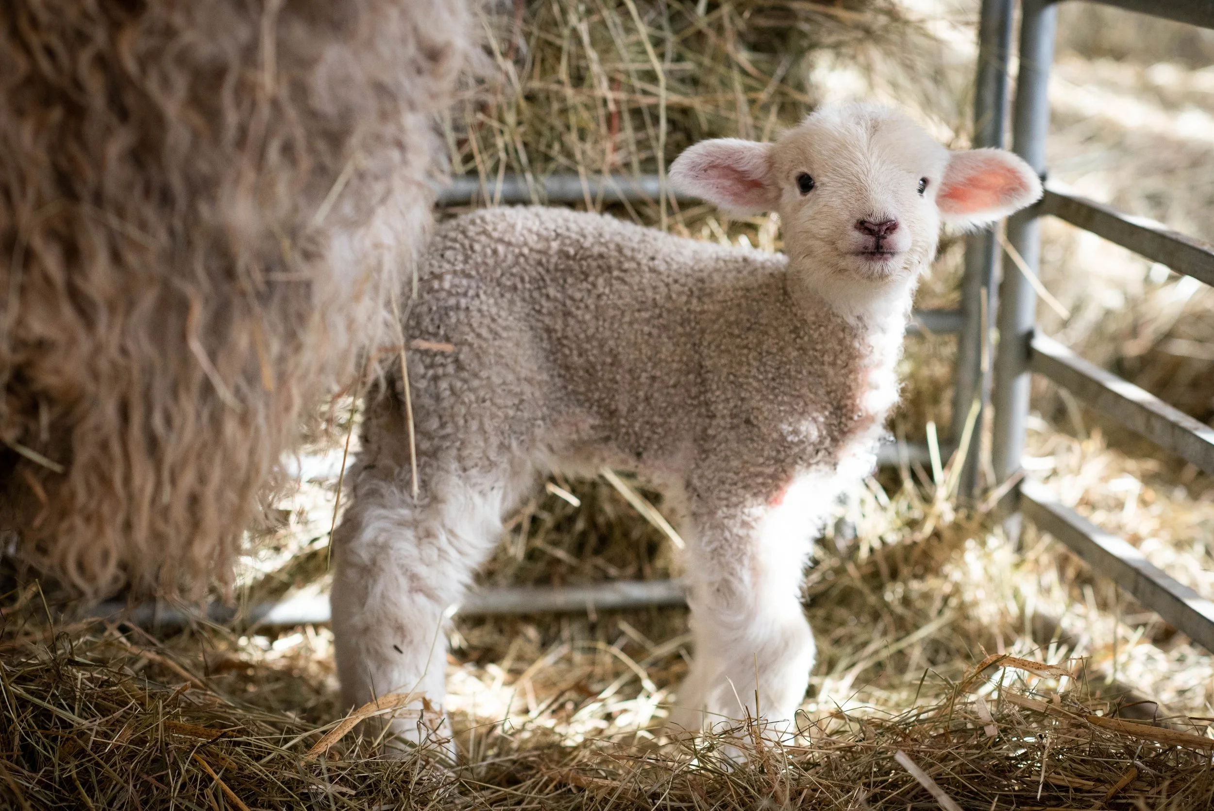 lamb being bottle fed milk through a fence