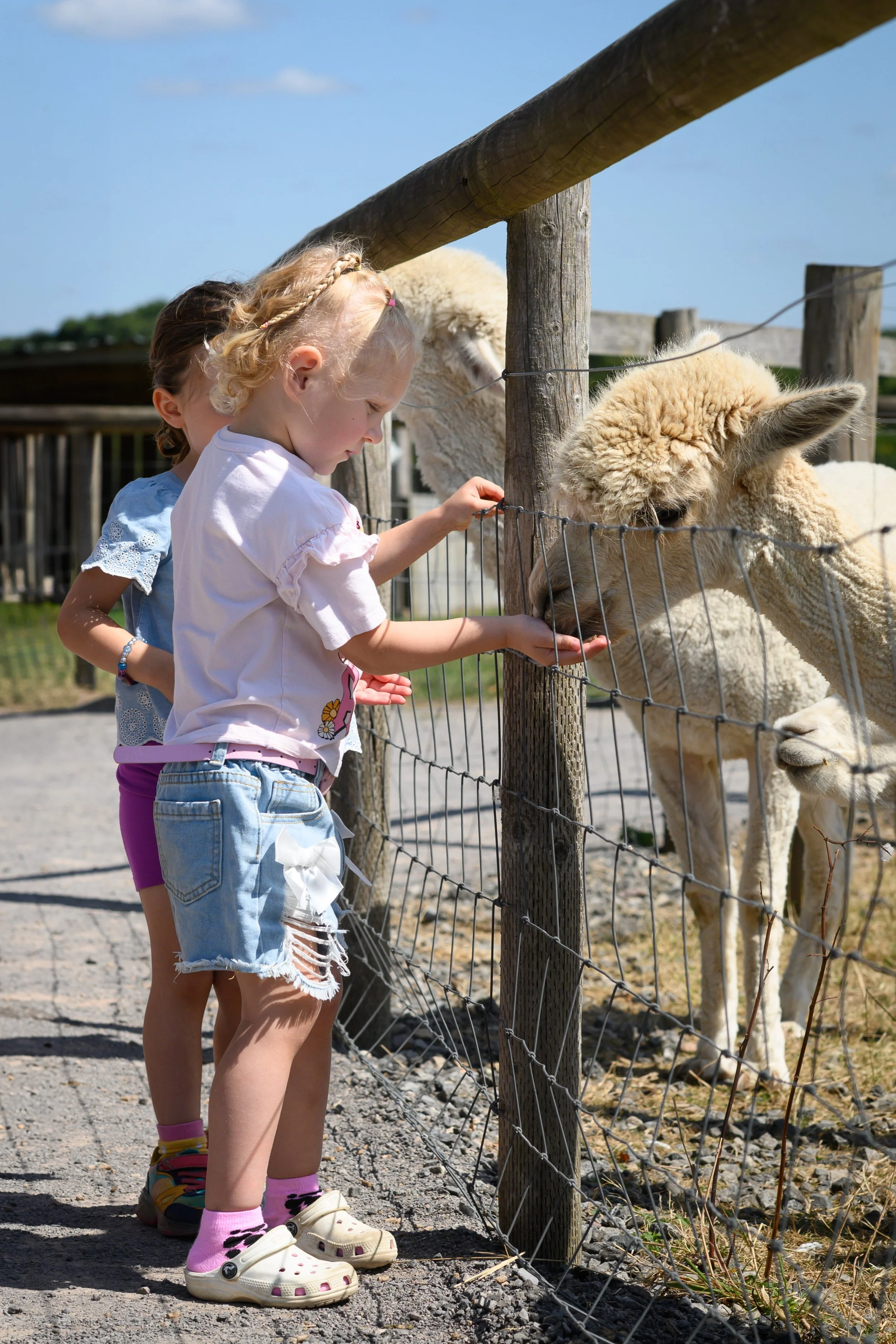 Girl feeding alpaca through fence