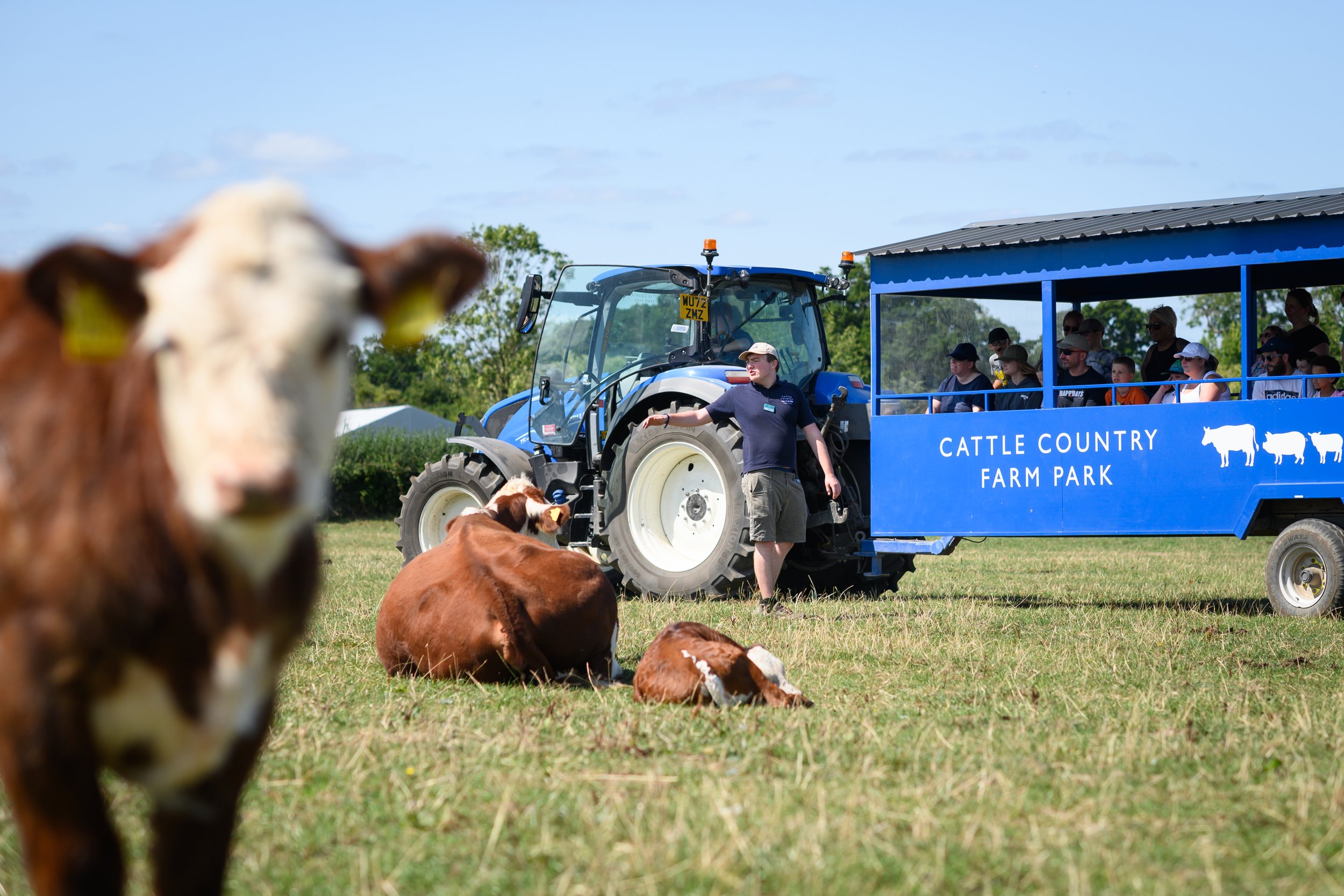 Blue tractor and passenger trailer in a field with cows