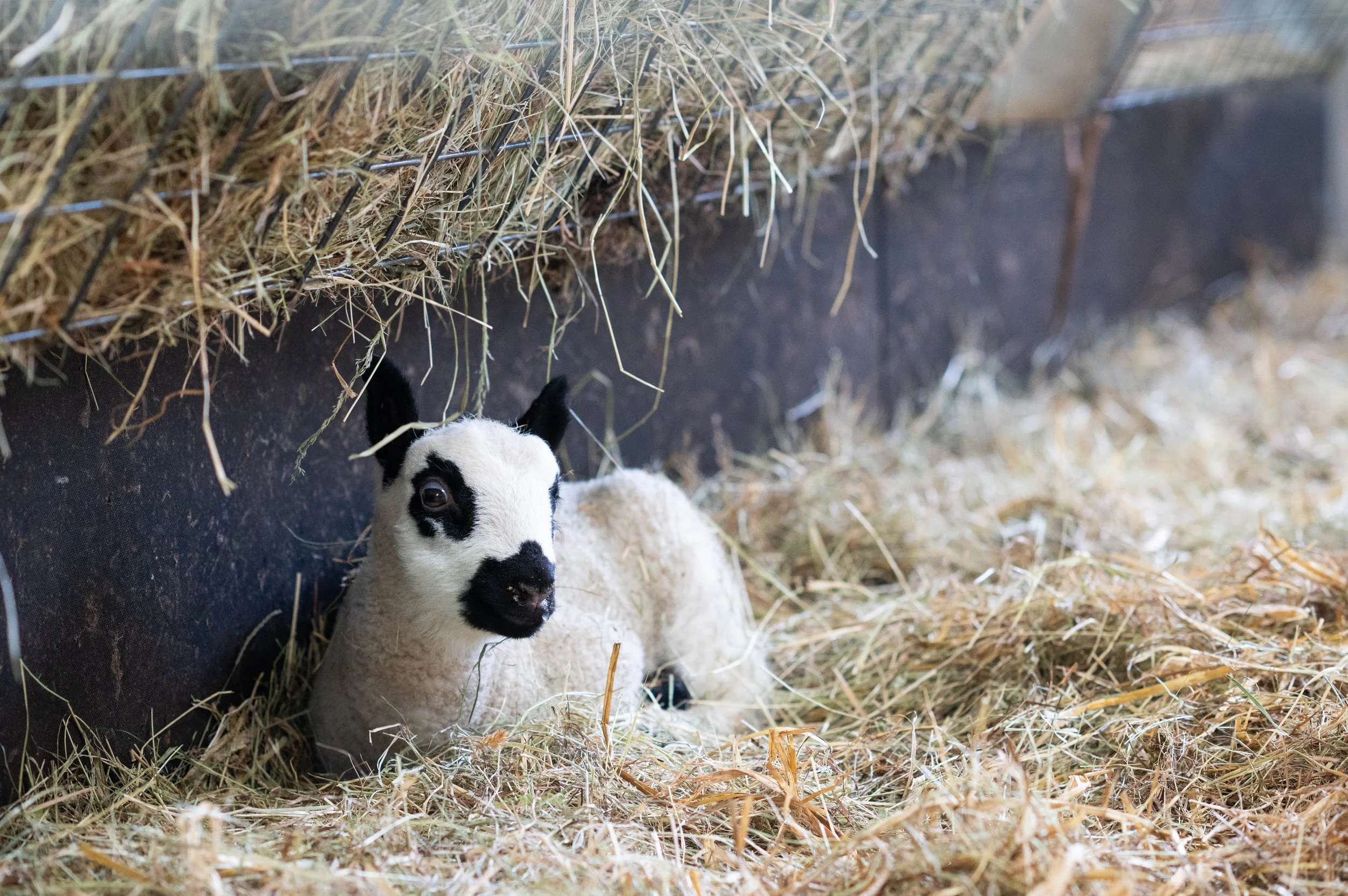 Easter_24_Lambs (4).jpg