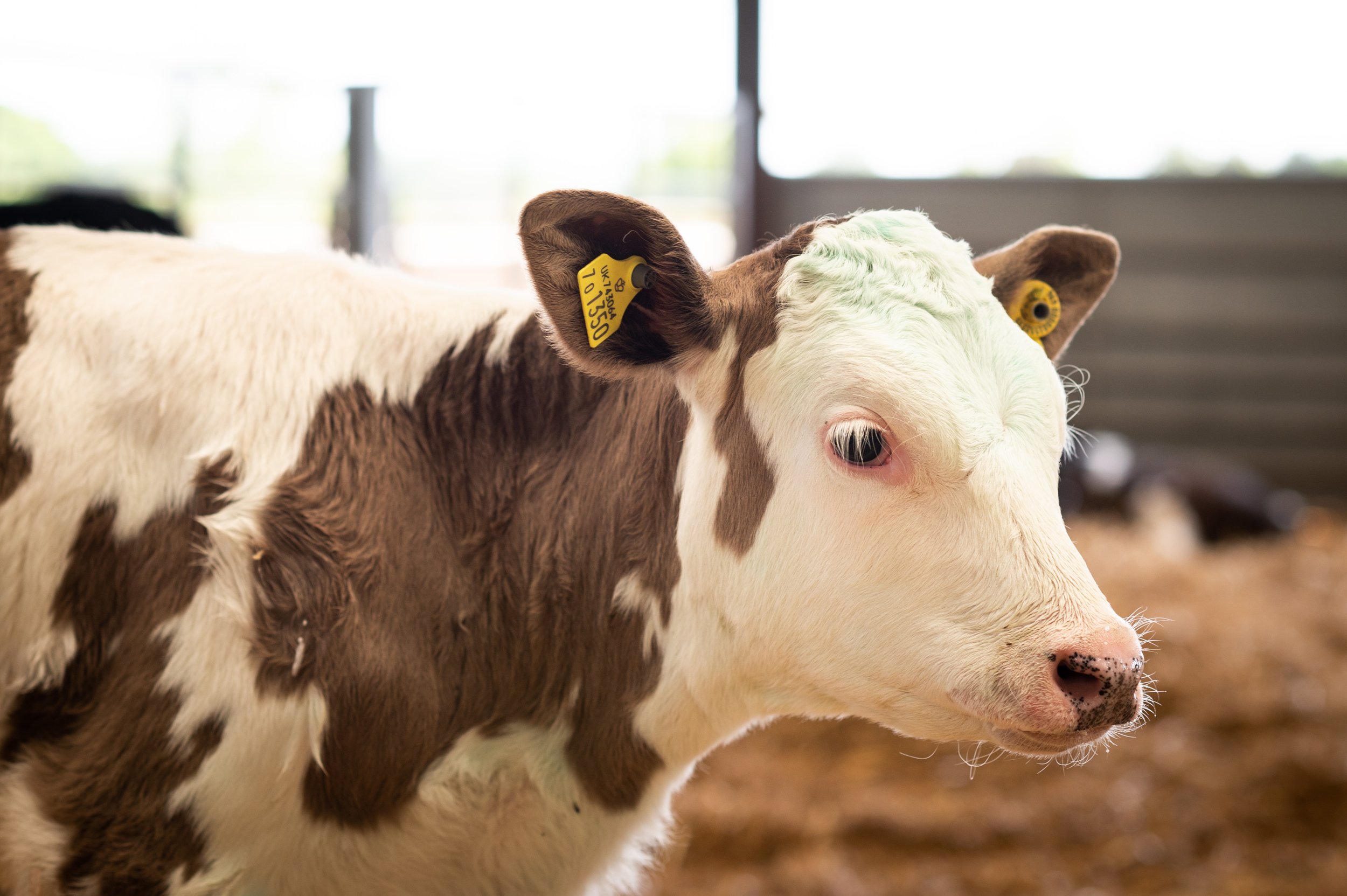 May HT 23_Animals_Calf (2).jpg