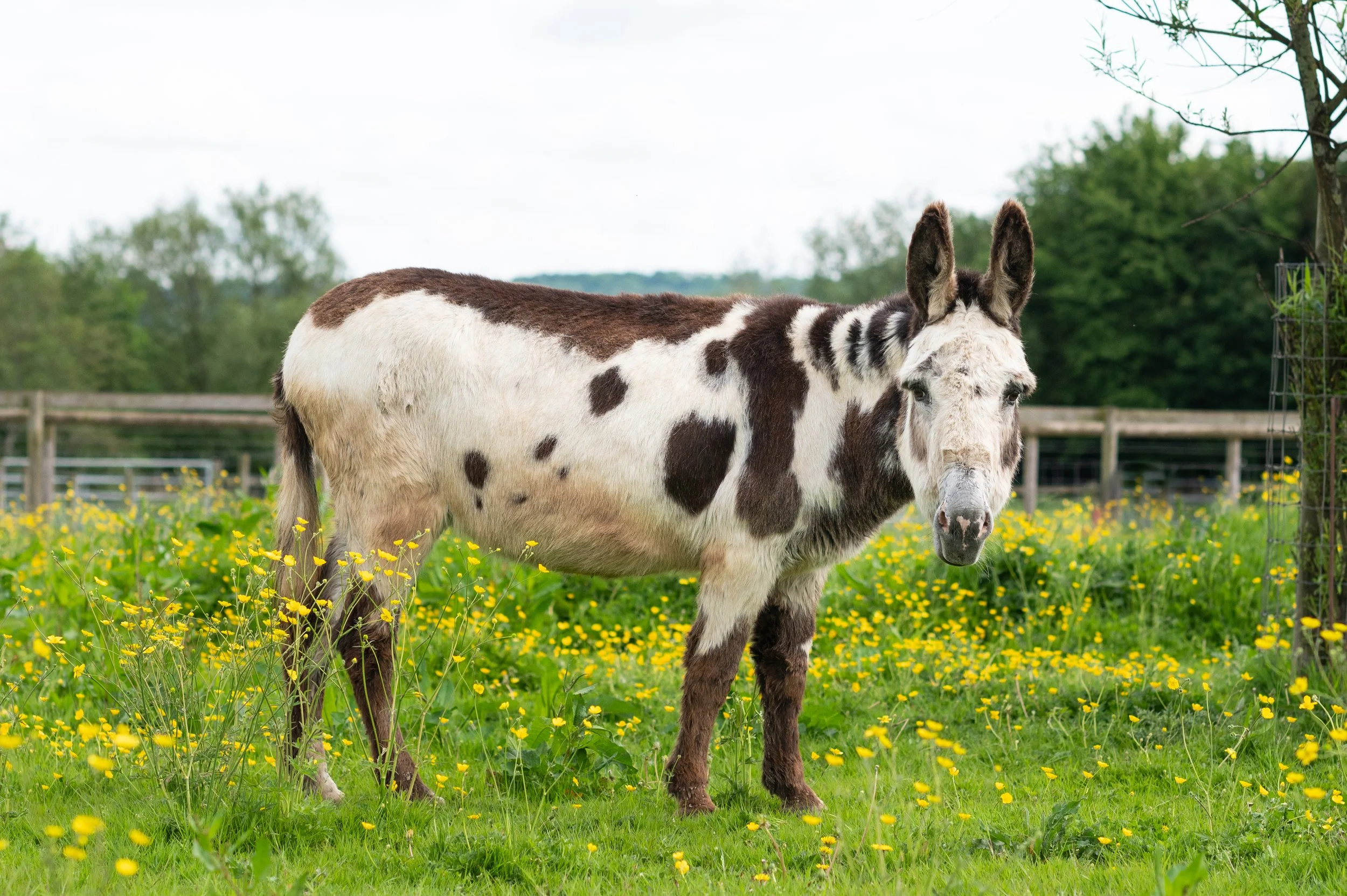 Animals_Donkey_Mannon_24.jpg