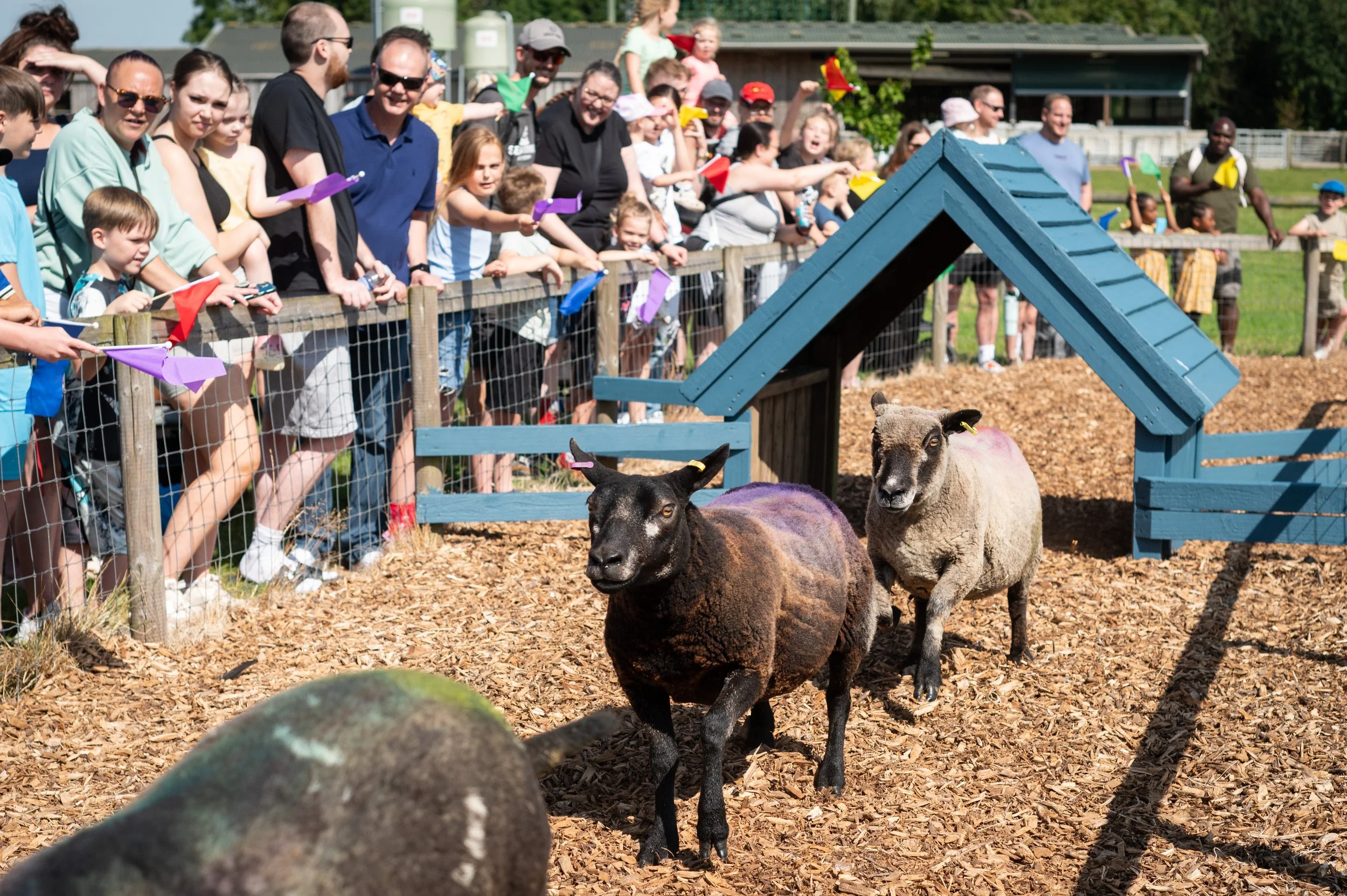 Sheep running along a track with spectators cheering