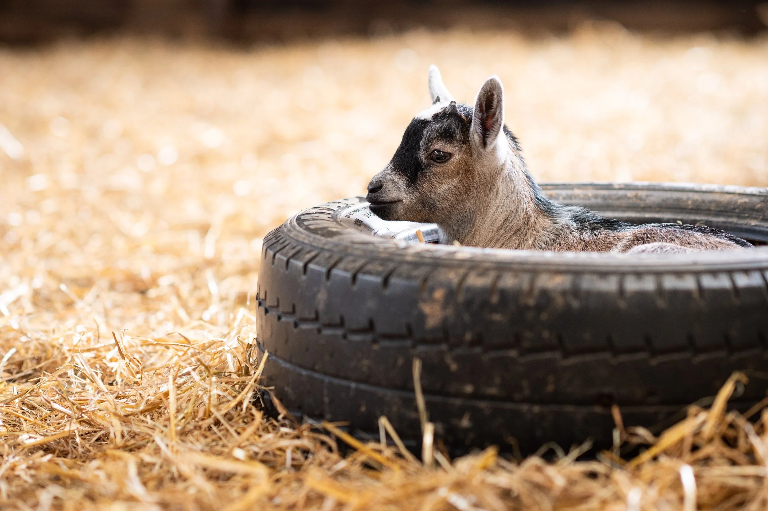 Summer 23_Animals_Goat (3).jpg