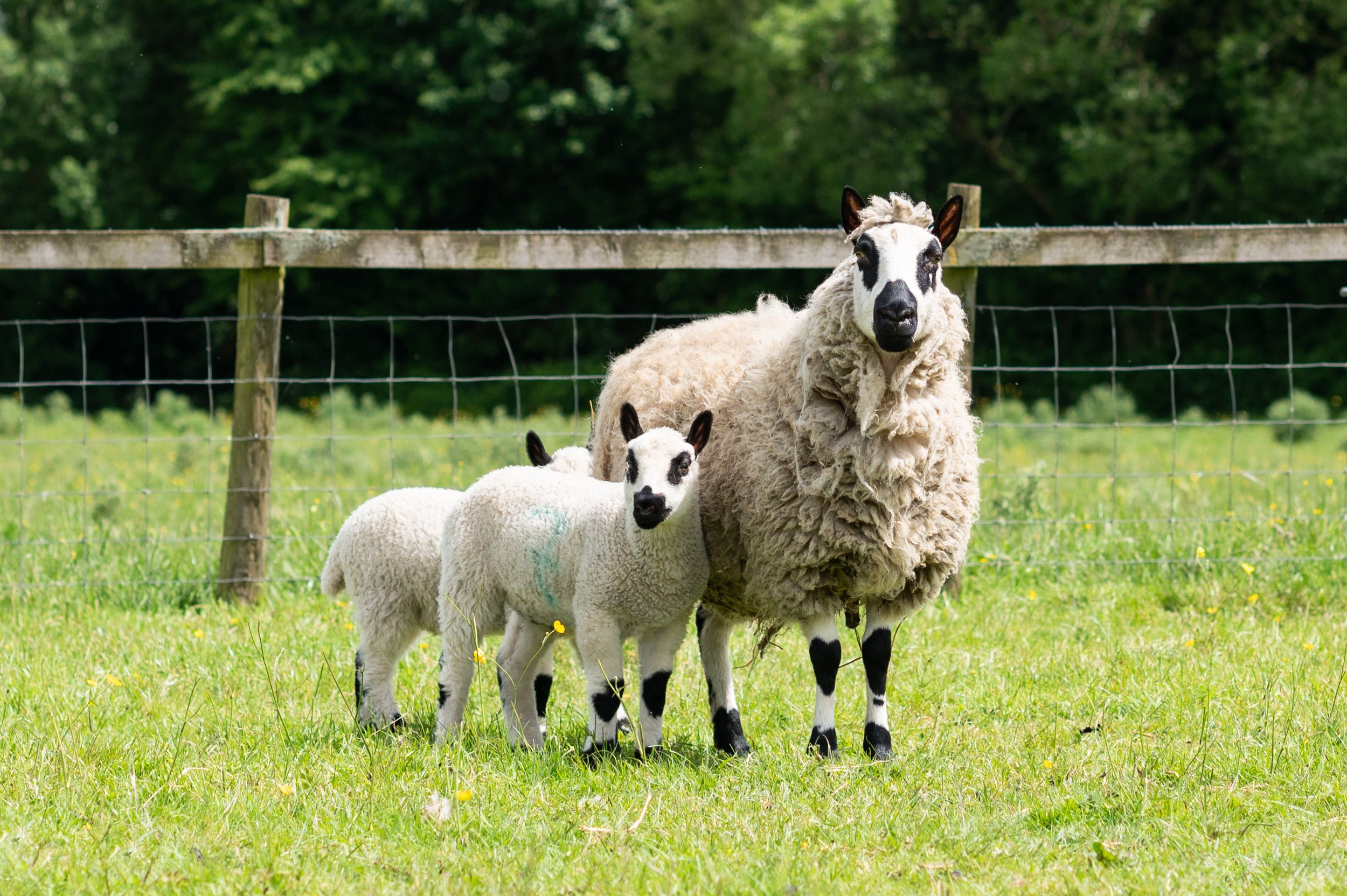 Animals_Sheep_Kerry Hill_24 (4).jpg
