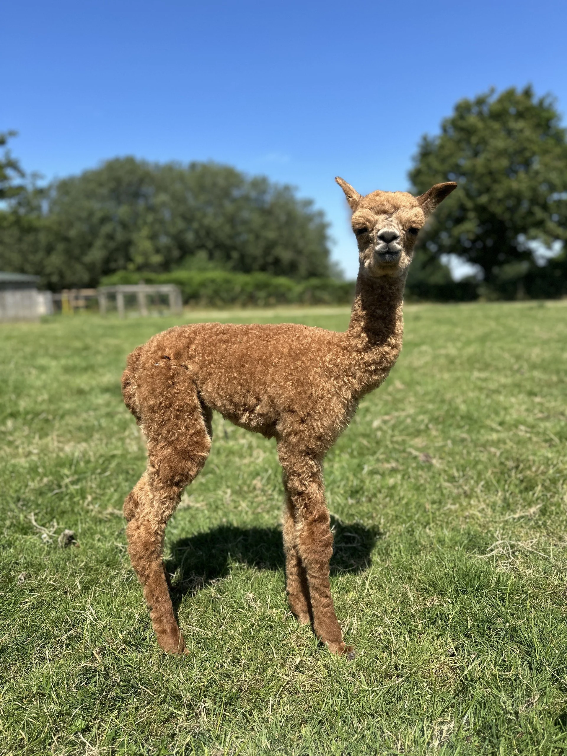 baby alpaca in a field