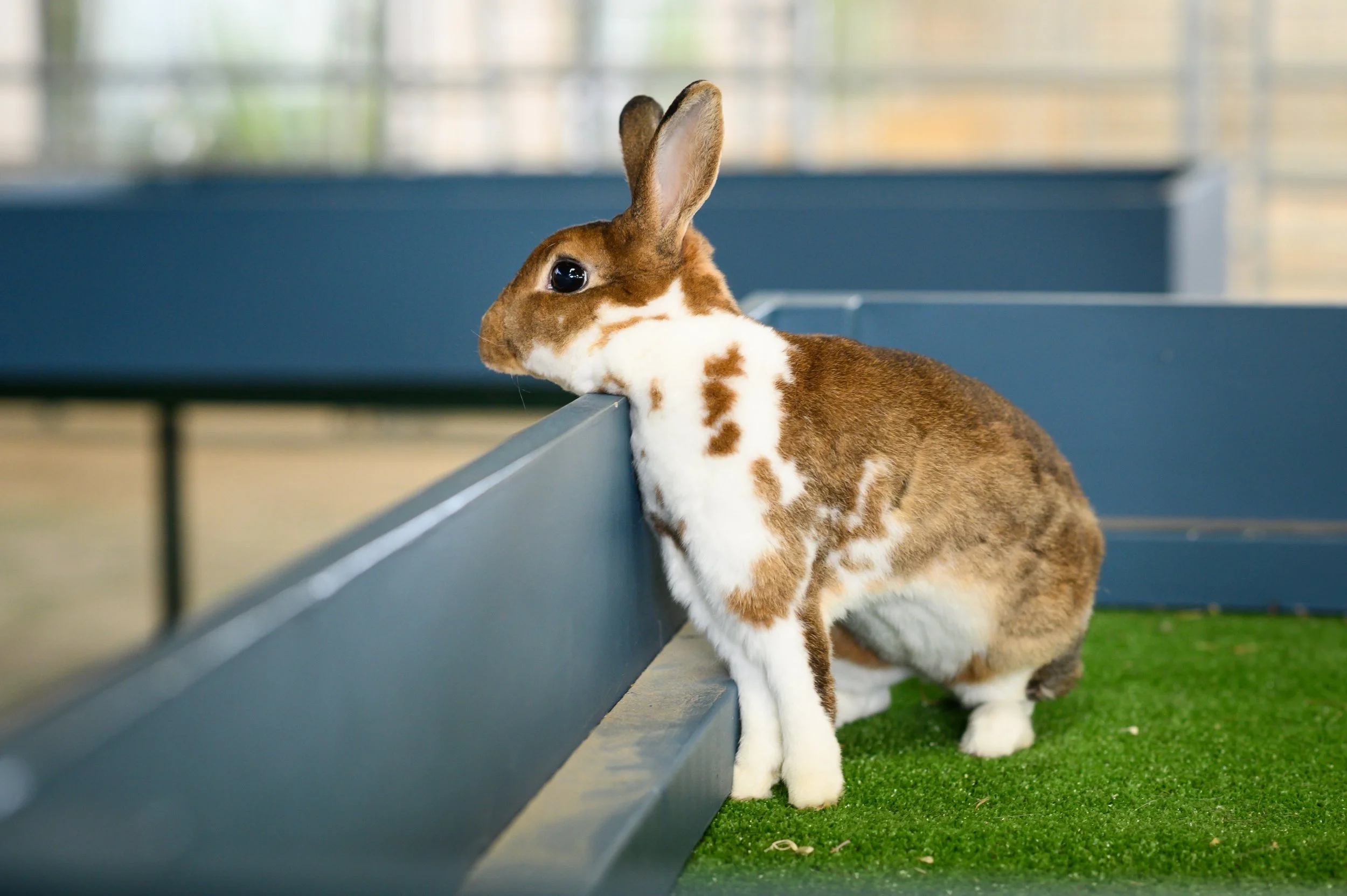 Small bunny peering over the edge of  table