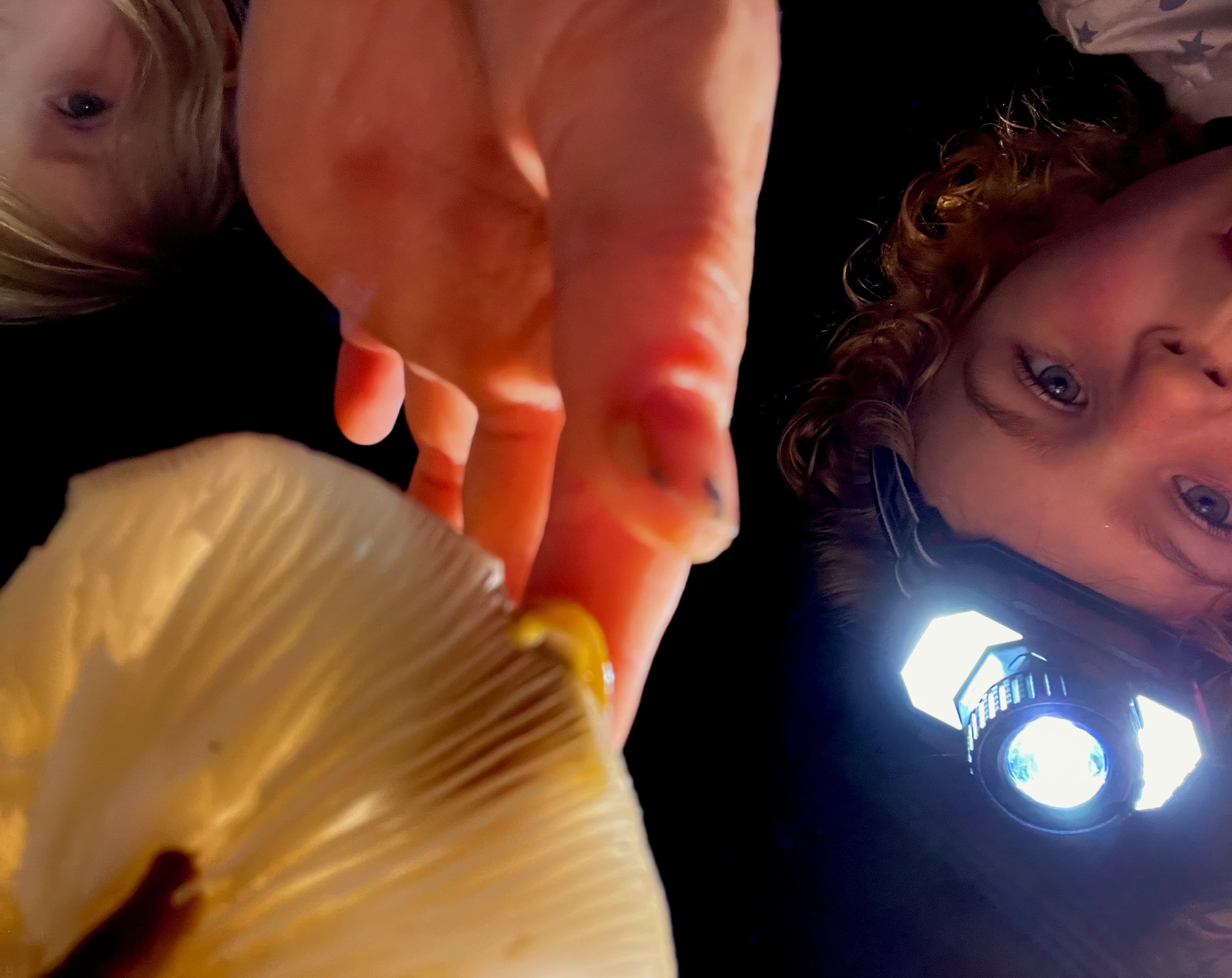 Find two animals eating a meal at night.