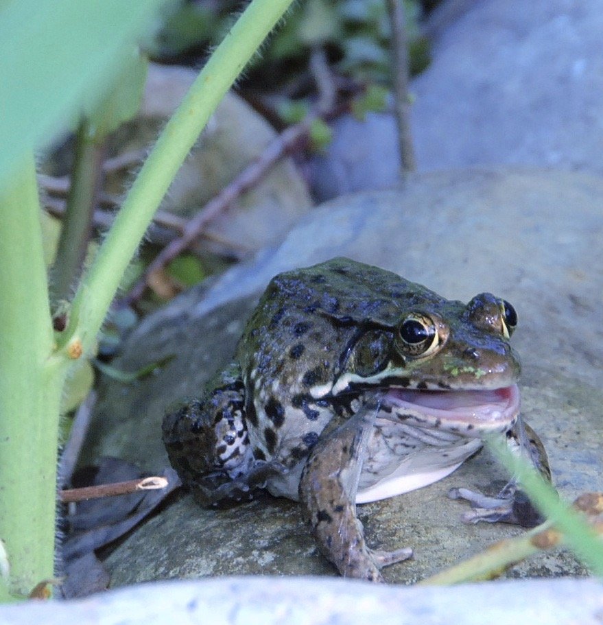Find a frog that is watching you!