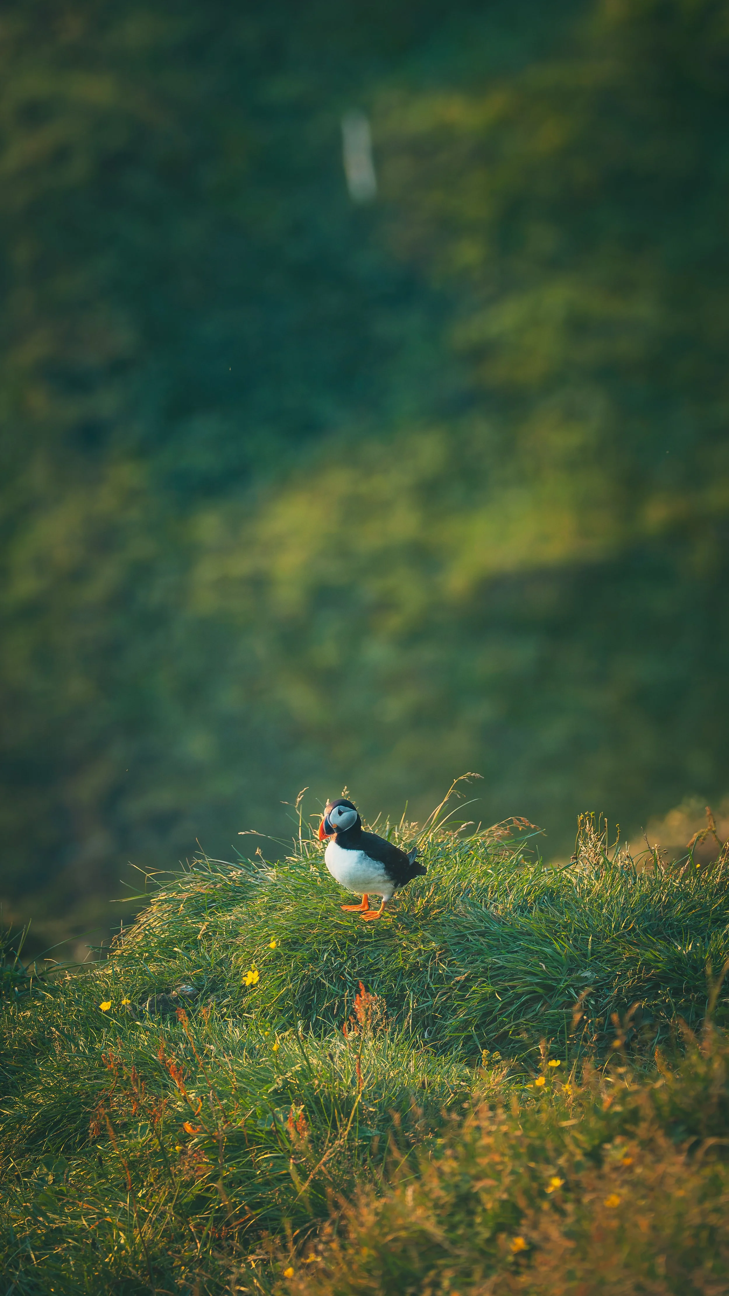 R5_06111_D4-8-9_Vik_Dyrhólaey-Puffins-small.jpg