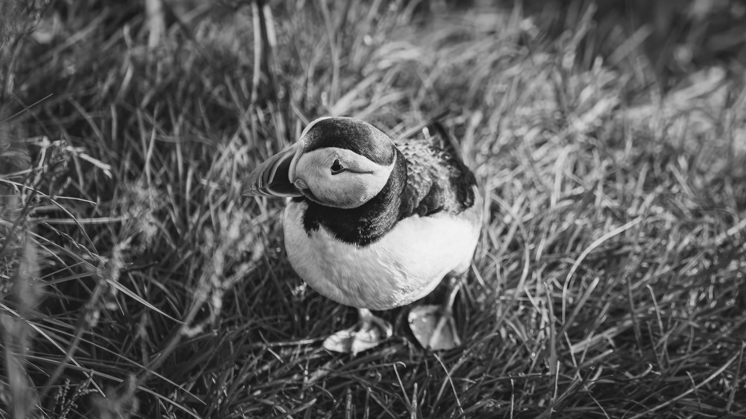 R5_06124_BW_D4-8-9_Vik_Dyrhólaey-Puffins-small.jpg
