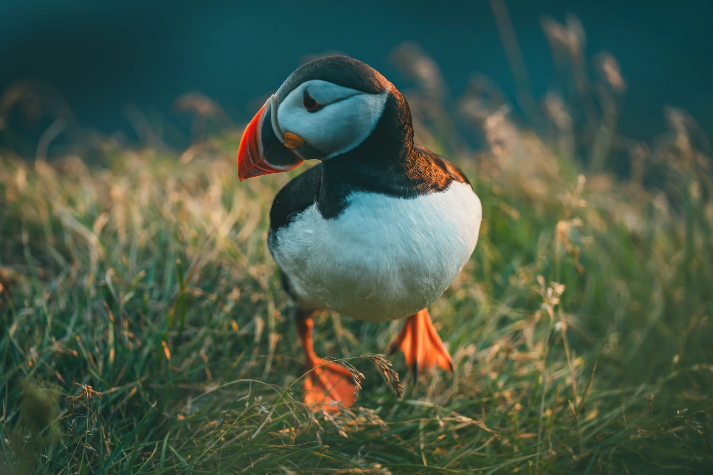 R5_06288_D4-8-9_Vik_Dyrhólaey-Puffins-small.jpg