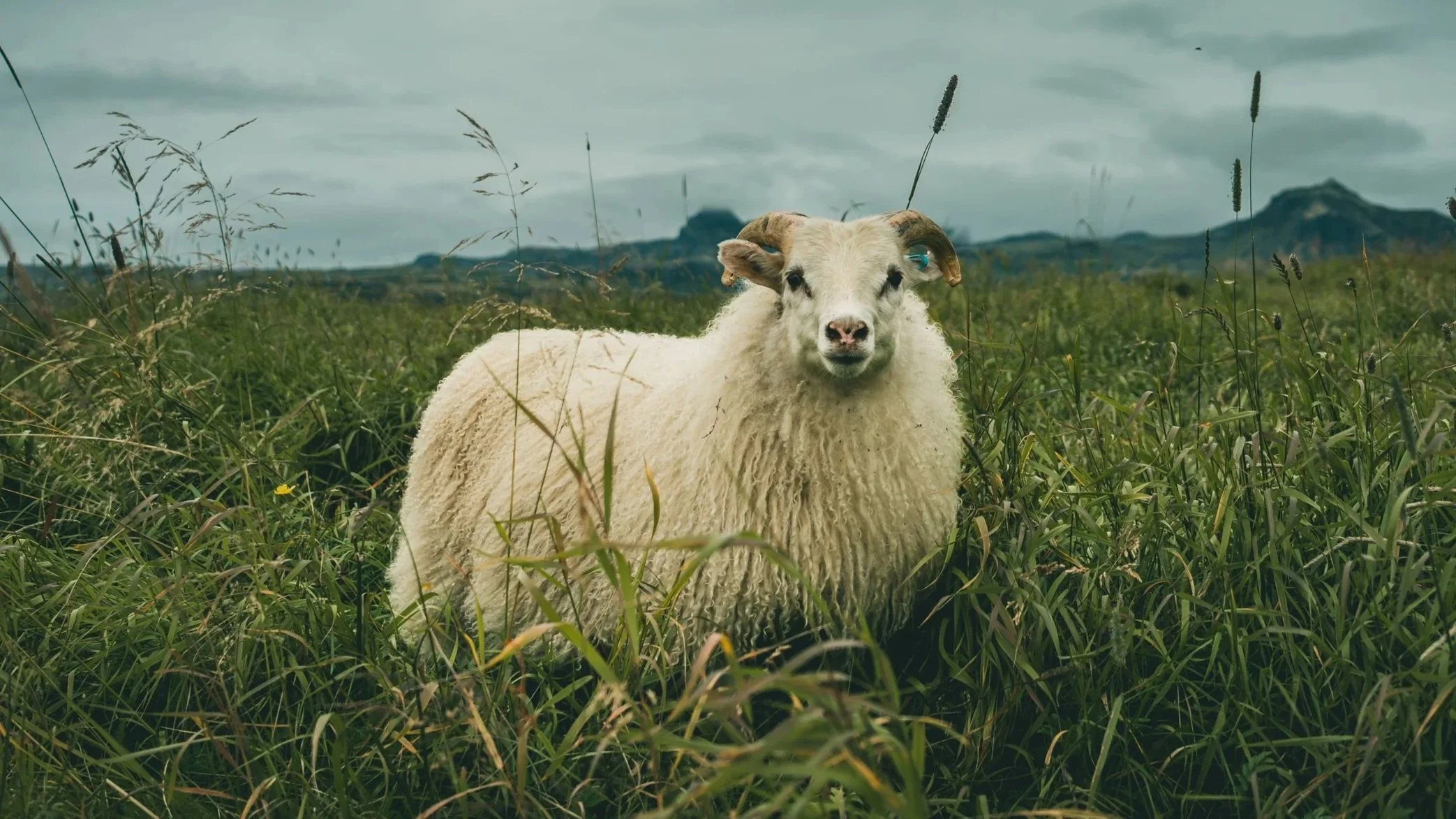 Sheep of Iceland