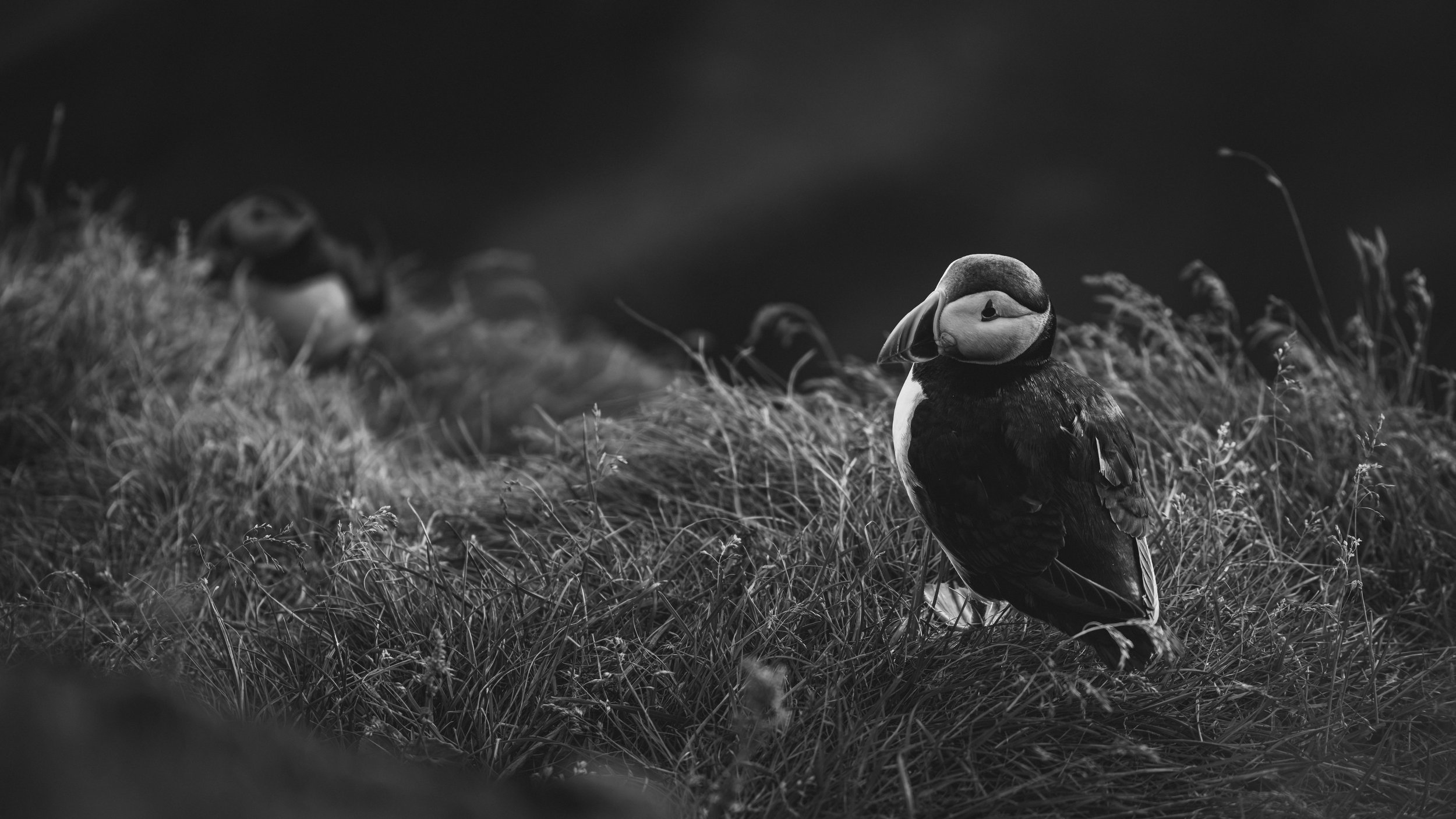 R5_06297_BW_D4-8-9_Vik_Dyrhólaey-Puffins-small.jpg
