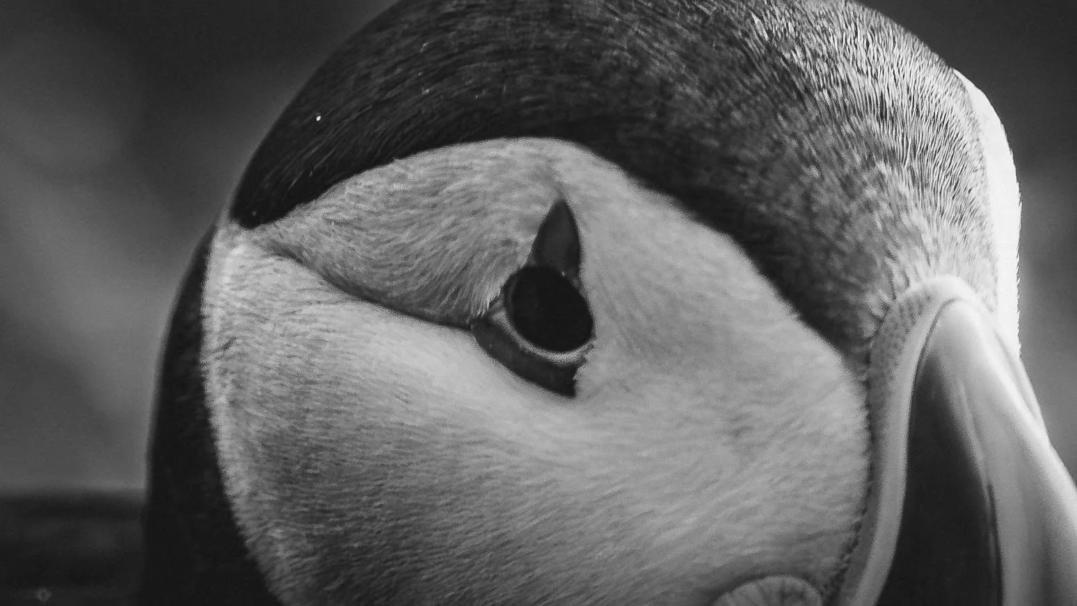 R5_06282_BW_D4-8-9_Vik_Dyrhólaey-Puffins-small.jpg