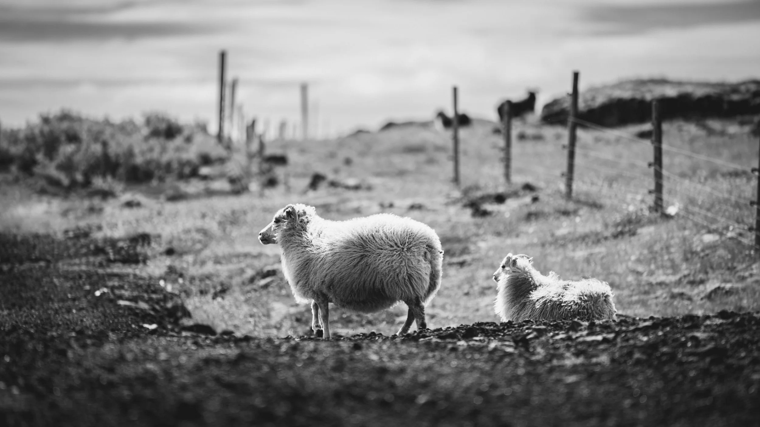 R5_05216_BW_D3-8-8_Route42-small.jpg