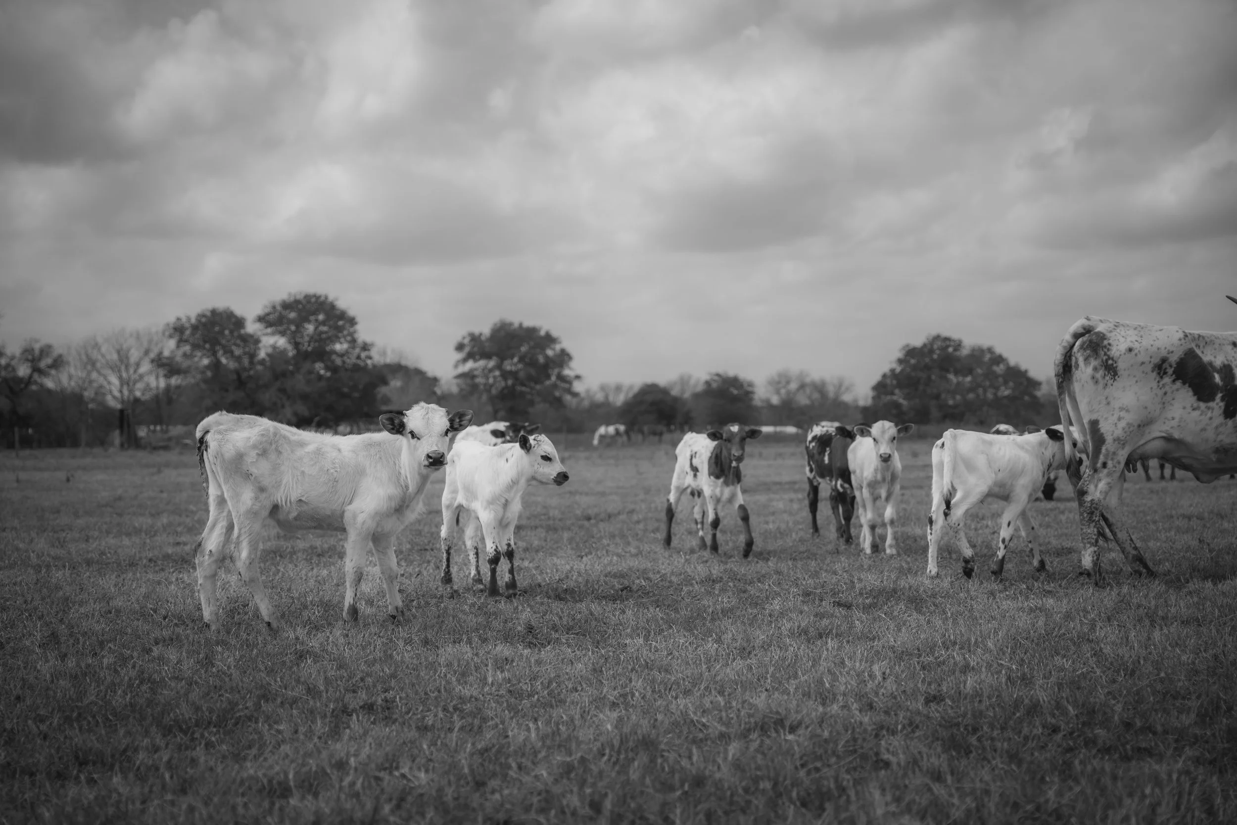 R3_06879BW.JPG