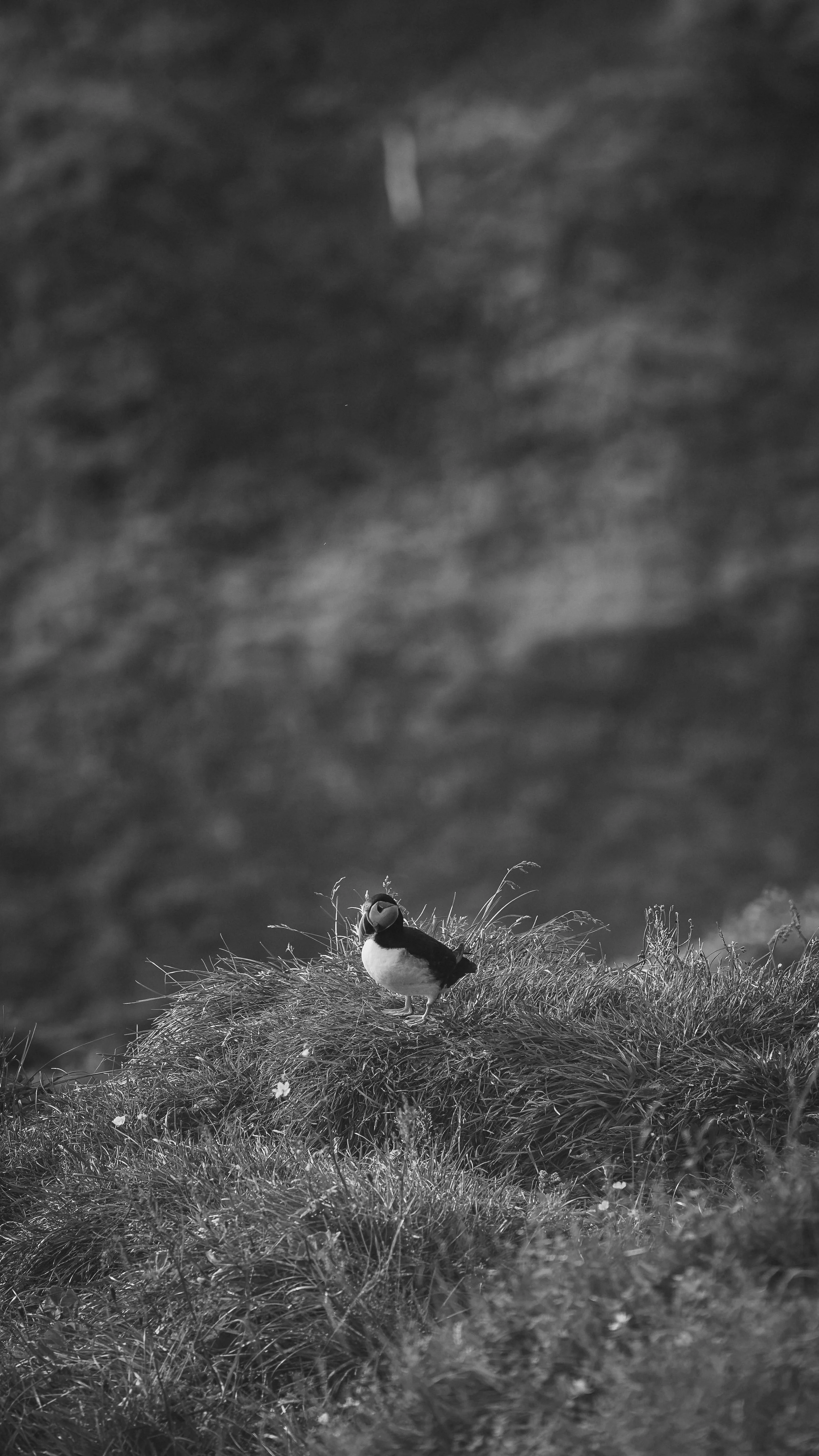 R5_06113_BW_D4-8-9_Vik_Dyrhólaey-Puffins-small.jpg