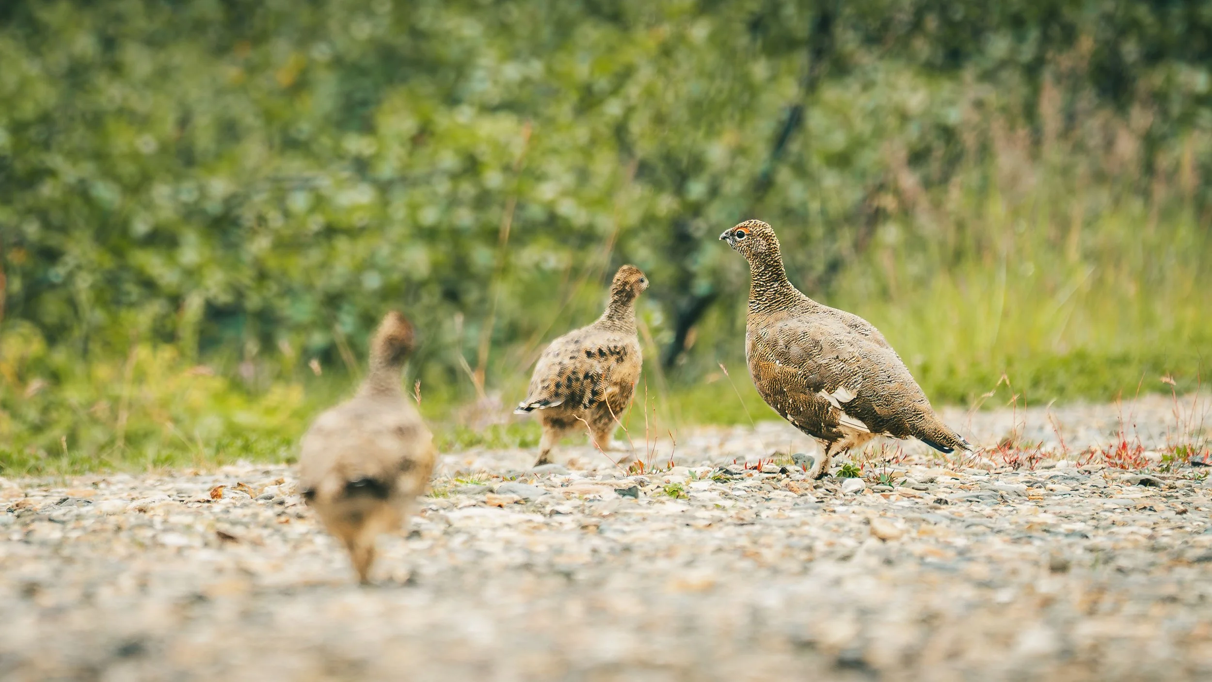 R5_07916_D8-8-13_311Refsholt_RockPtarmigan-small.jpg
