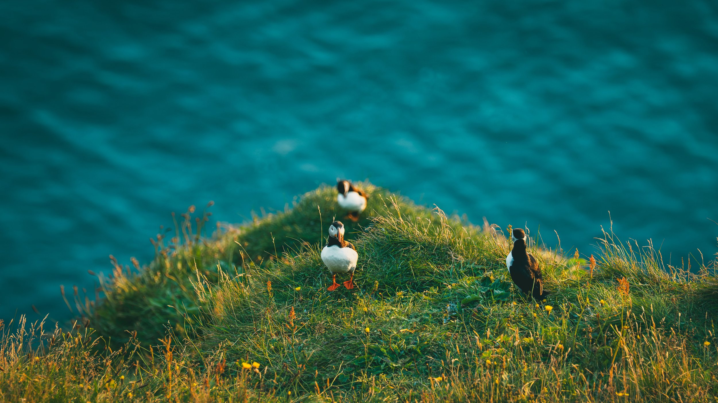 R5_06138_D4-8-9_Vik_Dyrhólaey-Puffins-small.jpg