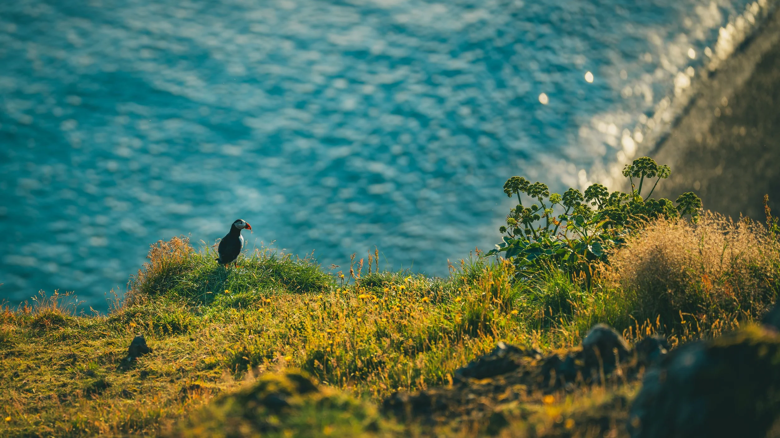 R5_05831_D4-8-9_Vik_Dyrhólaey-Puffins-small.jpg