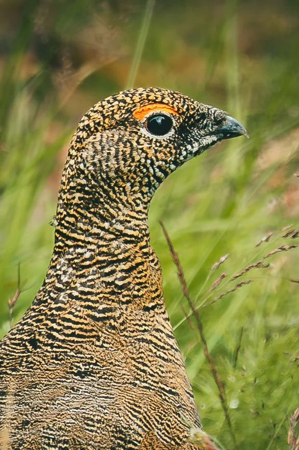 R5_07895_D8-8-13_311Refsholt_RockPtarmigan-small.jpg